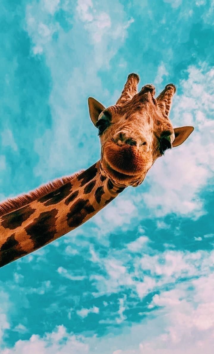  Süße Tier Hintergrundbild 720x1187. Aesthetic Giraffe. Animal photography, Giraffe, Animal wallpaper