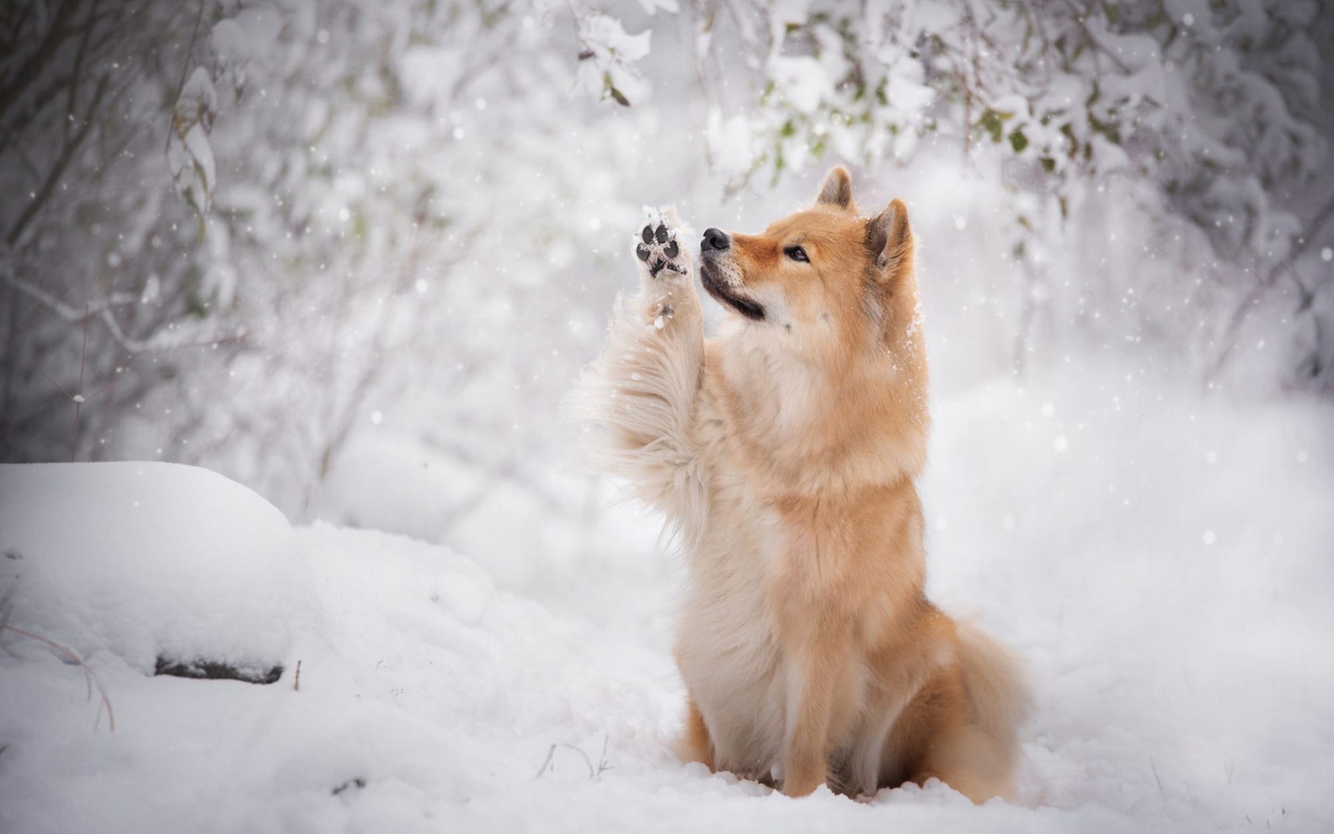  Winter Tiere Hintergrundbild 1920x1200. Herunterladen hintergrundbild eurasier, braun, hund, haustiere, niedliche tiere, winter, schnee, eurasischen hund mit einer auflösung zu überwachen 1920x1200. Bilder auf dem desktop