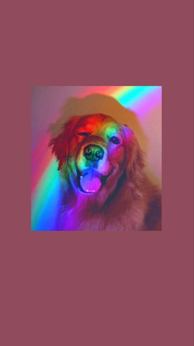  Süße Tier Hintergrundbild 675x1200. Dog
