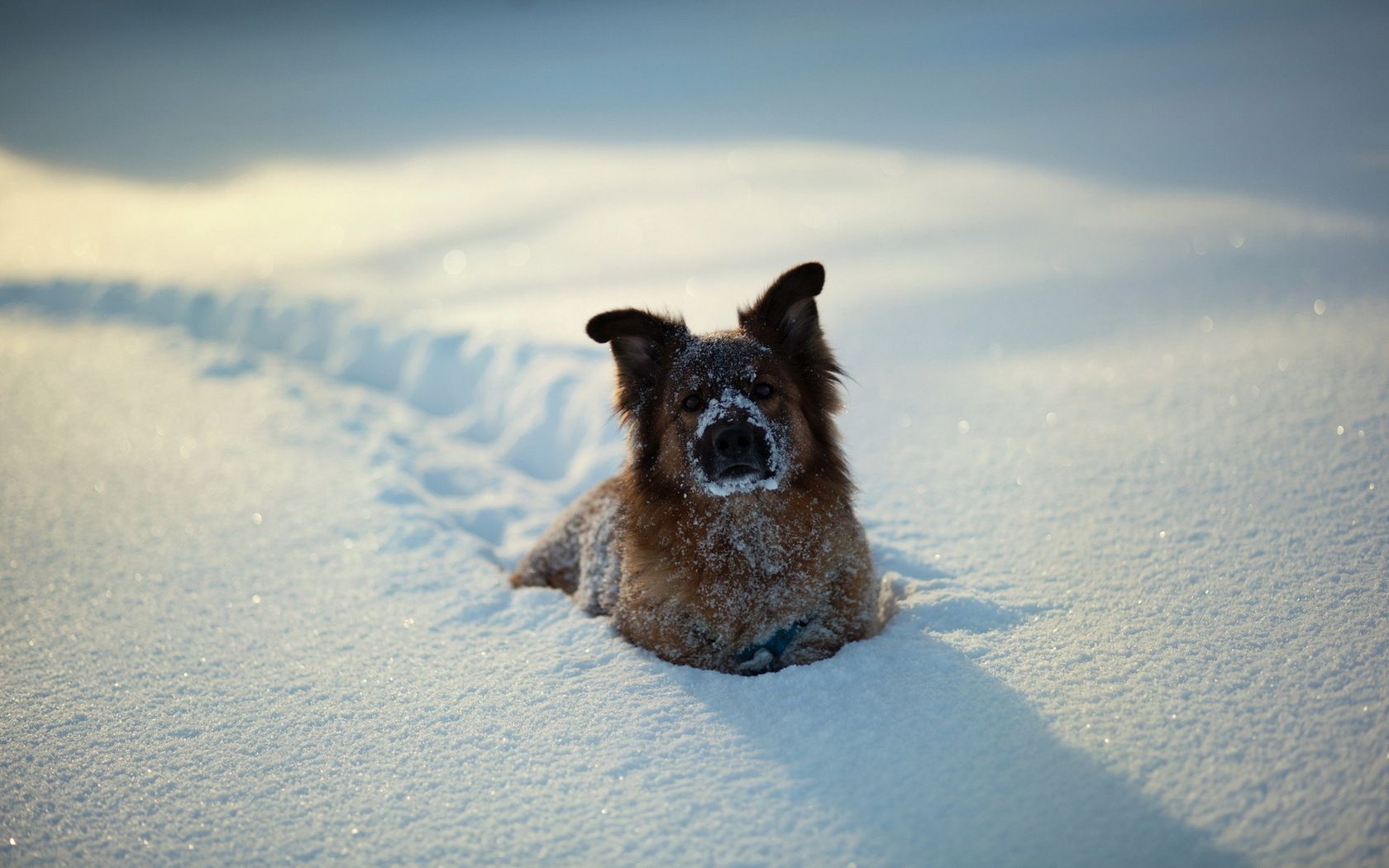  Winter Tiere Hintergrundbild 1680x1050. Hintergrundbild für Handys: Tiere, Hunde, 41195 Bild kostenlos herunterladen