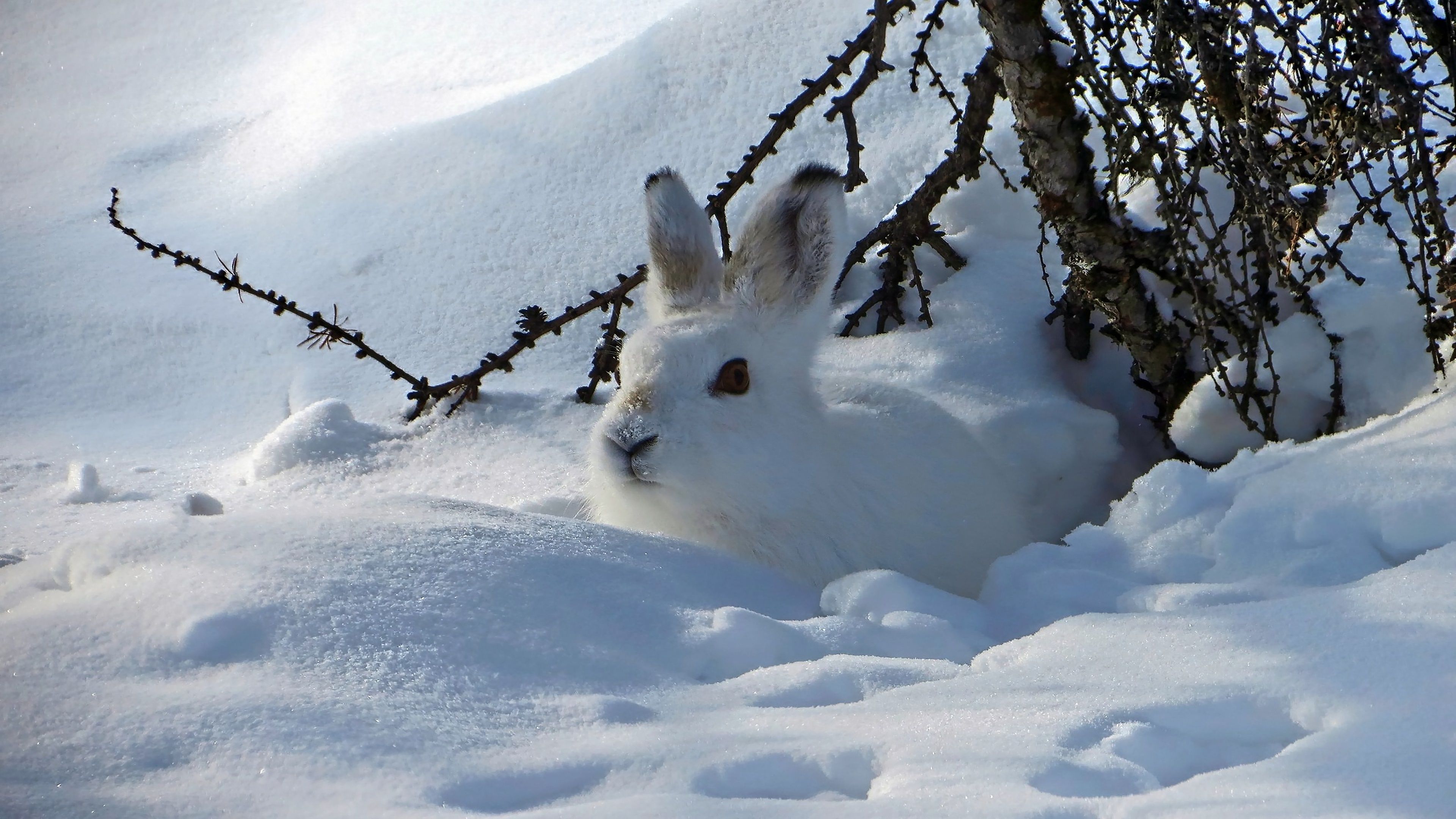  Winter Tiere Hintergrundbild 3840x2160. Hintergrundbilder Winter Tiere Hase