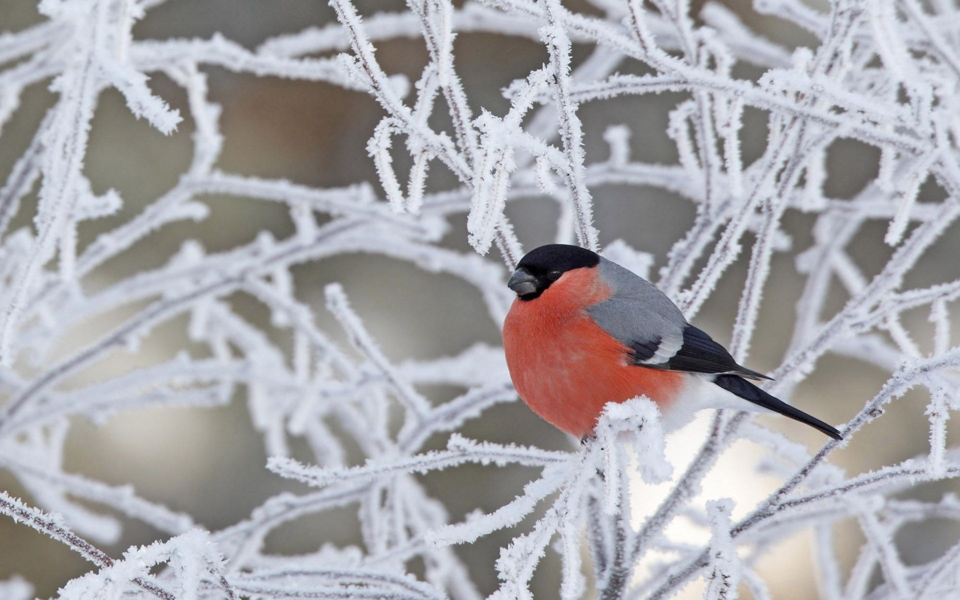  Winter Tiere Hintergrundbild 1920x1200. Hintergrundbild für Handys: Tiere, Schnee, Vögel, 23743 Bild kostenlos herunterladen