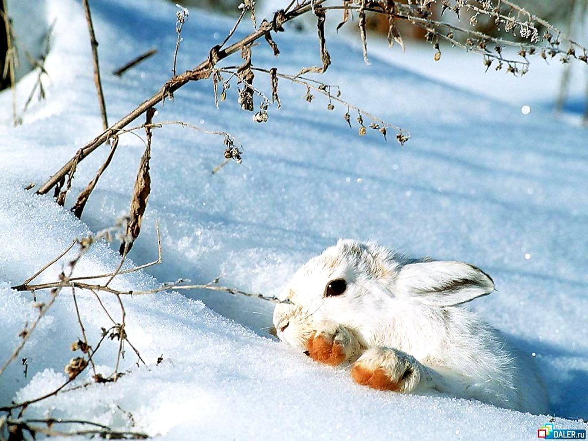 Winter Tiere Hintergrundbild 1200x900. Eichhörnchen, Schnee, Tiere Hintergrundbild. Download TOP freie Hintergrundbilder