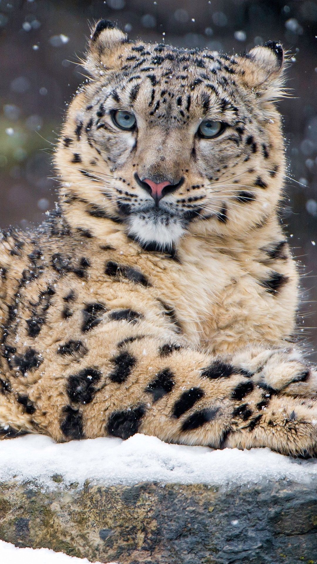  Winter Tiere Hintergrundbild 1080x1920. Leopard Im Winter, Schnee, Wild Lebende Tiere 1080x1920 IPhone 8 7 6 6S Plus Hintergrundbilder, HD, Bild