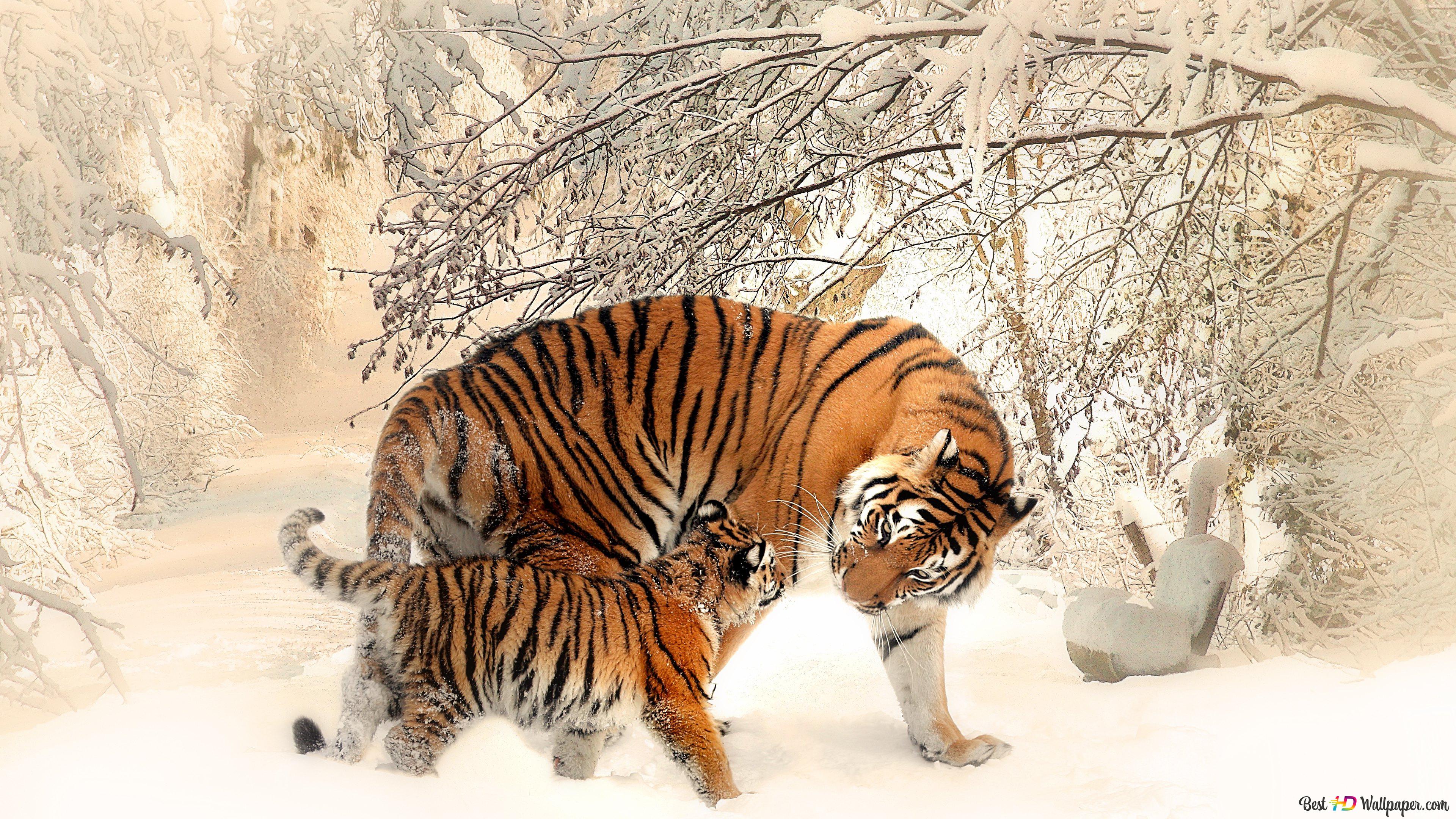  Winter Tiere Hintergrundbild 3840x2160. Tiger und Cub im Schnee 4K Hintergrundbild herunterladen