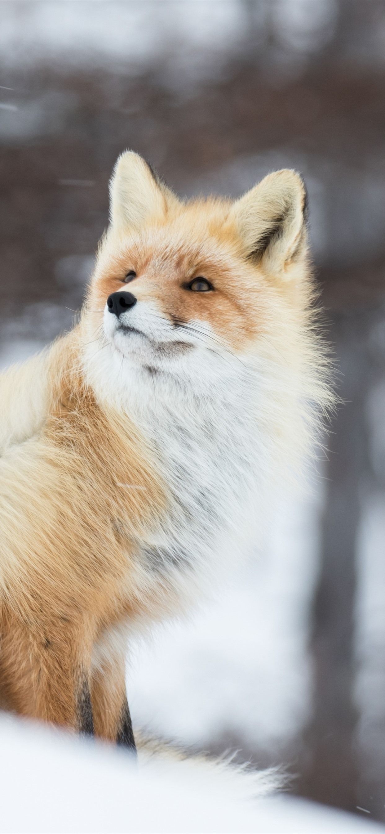  Winter Tiere Hintergrundbild 1242x2688. Tier Im Winter, Fuchs, Schnee 1242x2688 IPhone 11 Pro XS Max Hintergrundbilder, HD, Bild
