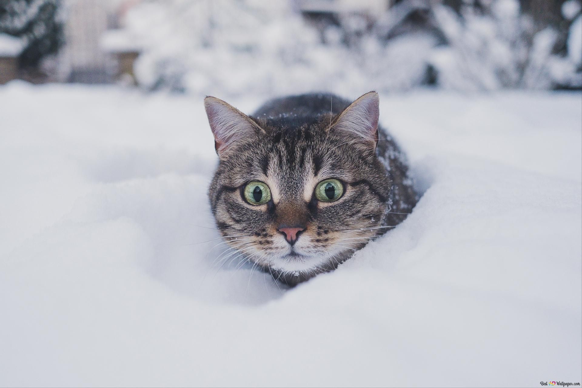  Winter Tiere Hintergrundbild 1920x1280. Katze, die in den Schnee geht 6K Hintergrundbild herunterladen