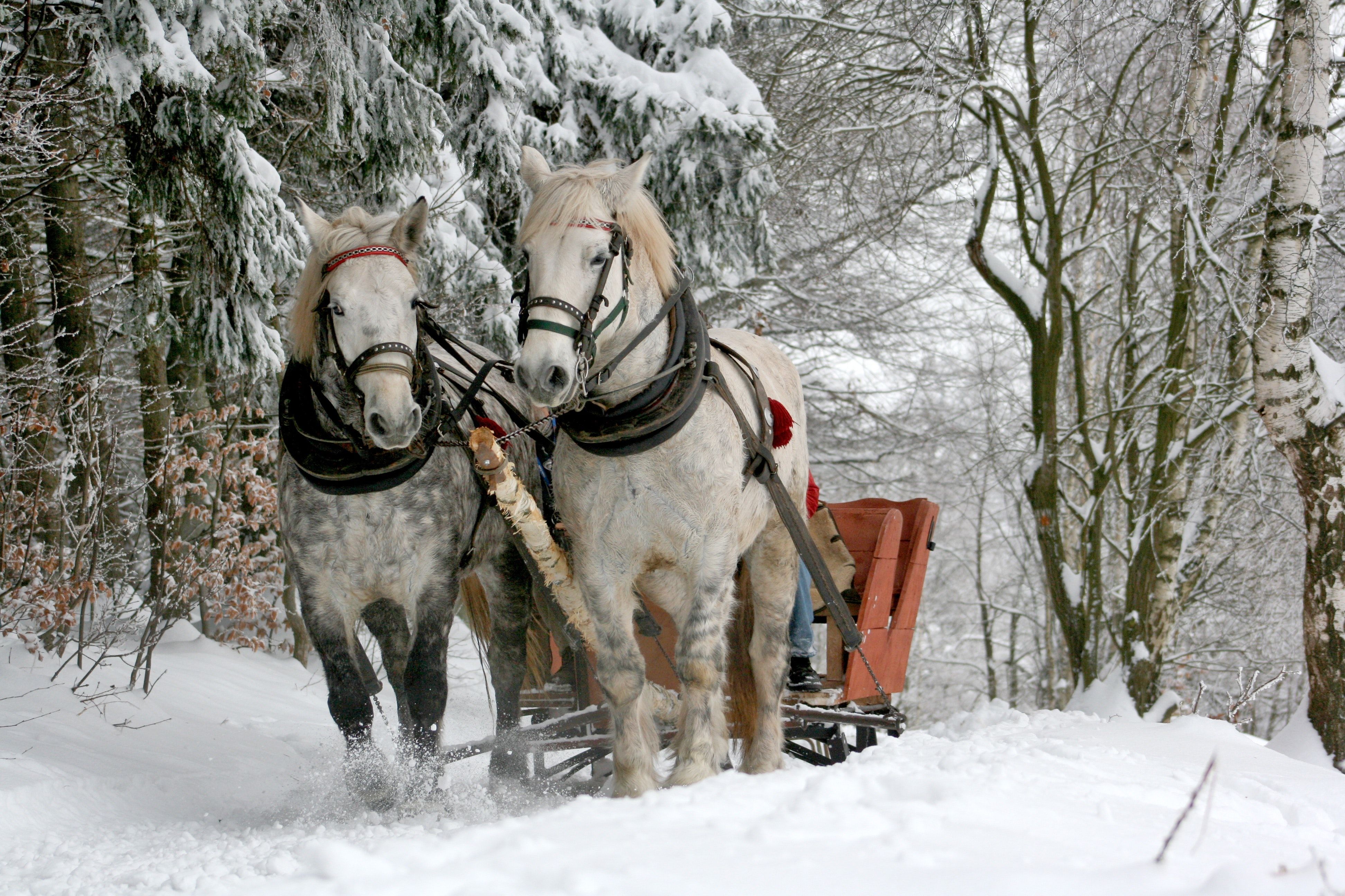  Winter Tiere Hintergrundbild 3888x2592. Kostenloses Foto zum Thema: pferde, schlitten, schlittenfahrt, schnee, tiere, wald, winter