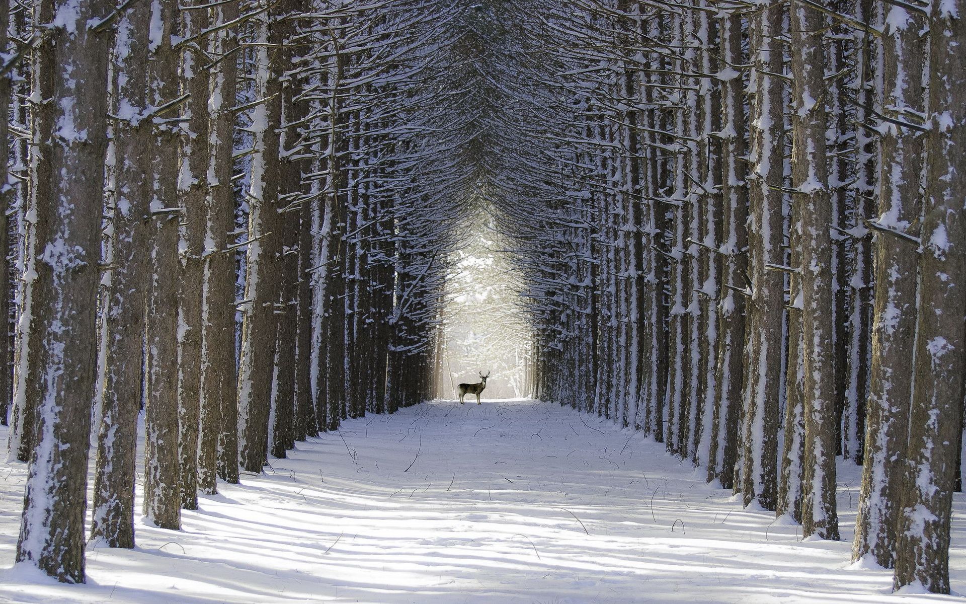  Winter Tiere Hintergrundbild 1920x1200. Deer Computer Wallpaper, Desktop Backgroundx1200. Beautiful forest, Winter forest, Winter scenes
