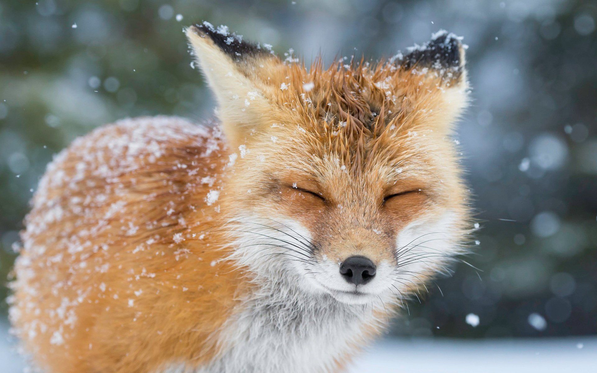  Winter Tiere Hintergrundbild 1920x1200. Download Hintergrundbild schnee, winter, fuchs, tier, geschlossene augen die Auflösung 1920x1200