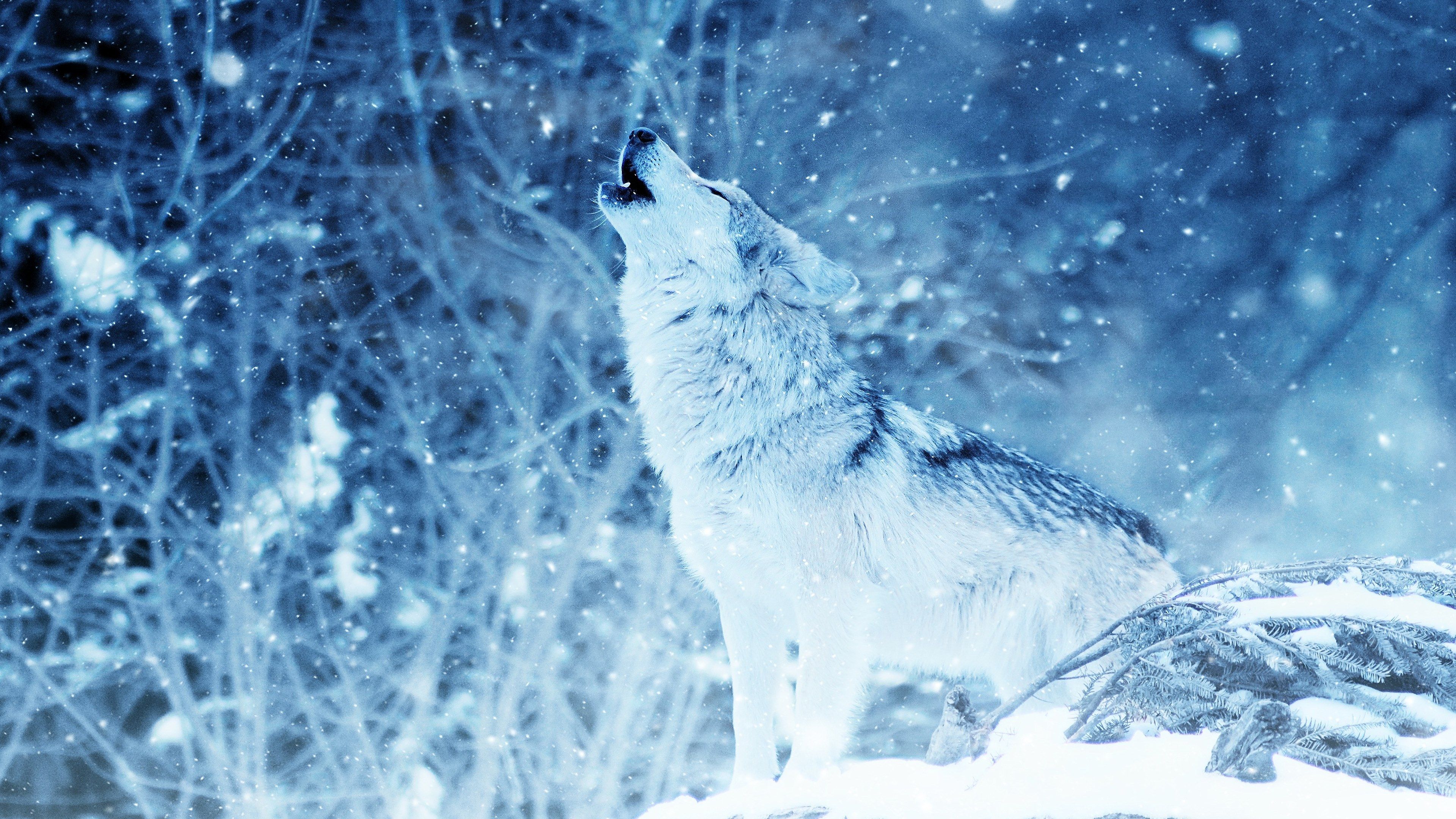  Winter Tiere Hintergrundbild 3840x2160. Wallpaper Tiere Im Winter Wolf