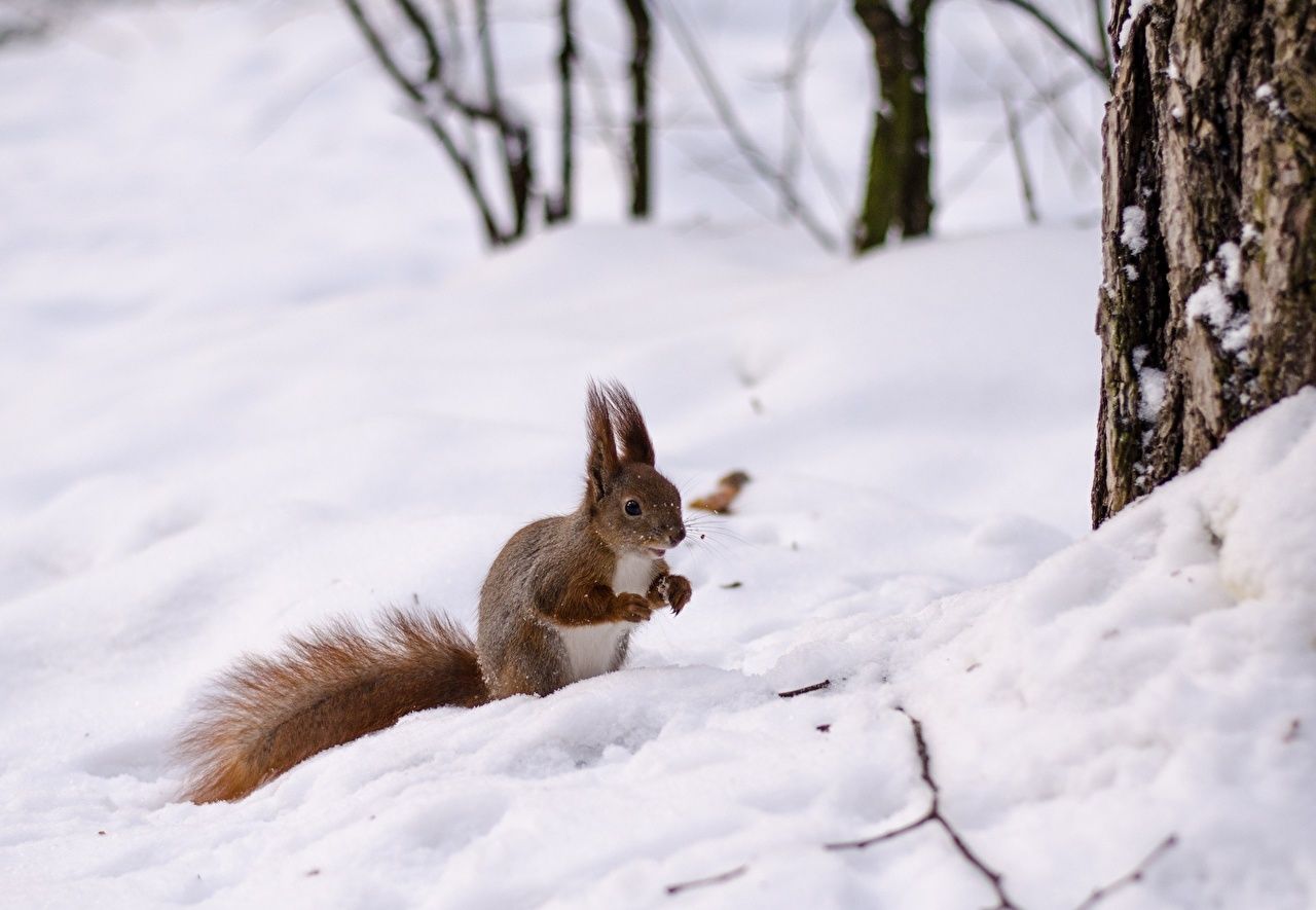  Winter Tiere Hintergrundbild 1280x885. Bilder von Hörnchen Winter Schnee Tiere