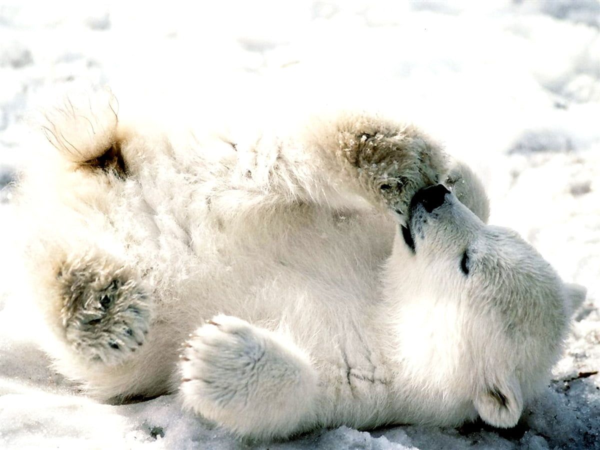  Winter Tiere Hintergrundbild 1200x900. Schönes Bär, Eisbär, Tiere Hintergrundbild. Download beste freie Hintergrundbilder