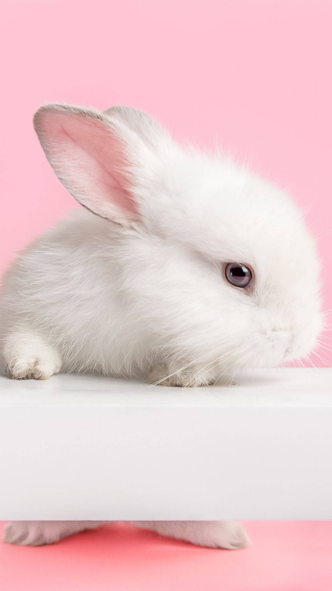  Kaninchen Hintergrundbild 1080x1920. Weißes Kaninchen Wallpaper KOSTENLOS
