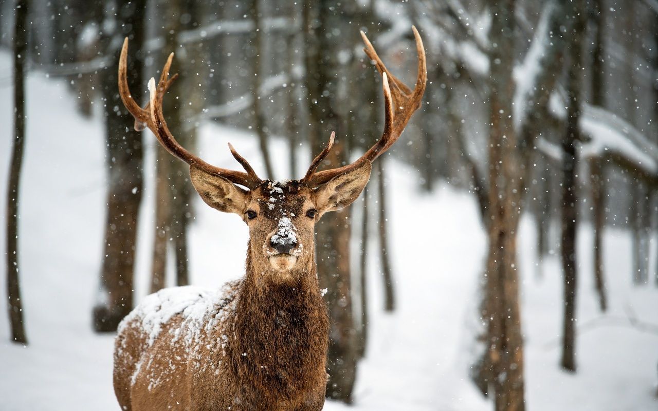  Winter Tiere Hintergrundbild 1280x800. Wallpaper Deer Glance Horns Snow Animals : 333095. Deer wallpaper, Winter animals, Deer picture