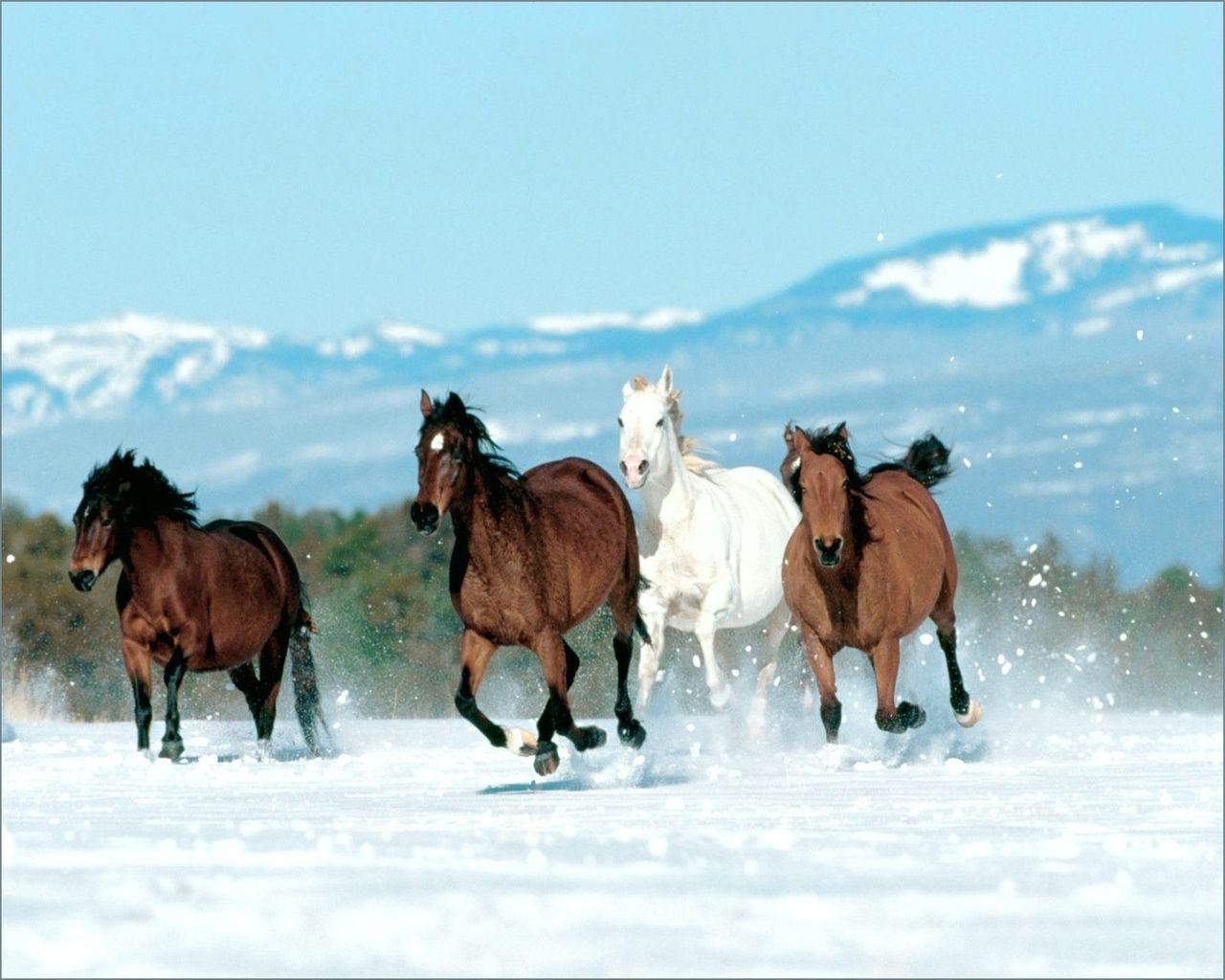  Winter Tiere Hintergrundbild 1280x1024. Hintergrundbild für Handys: Pferde, Winter, Tiere, 2535 Bild kostenlos herunterladen