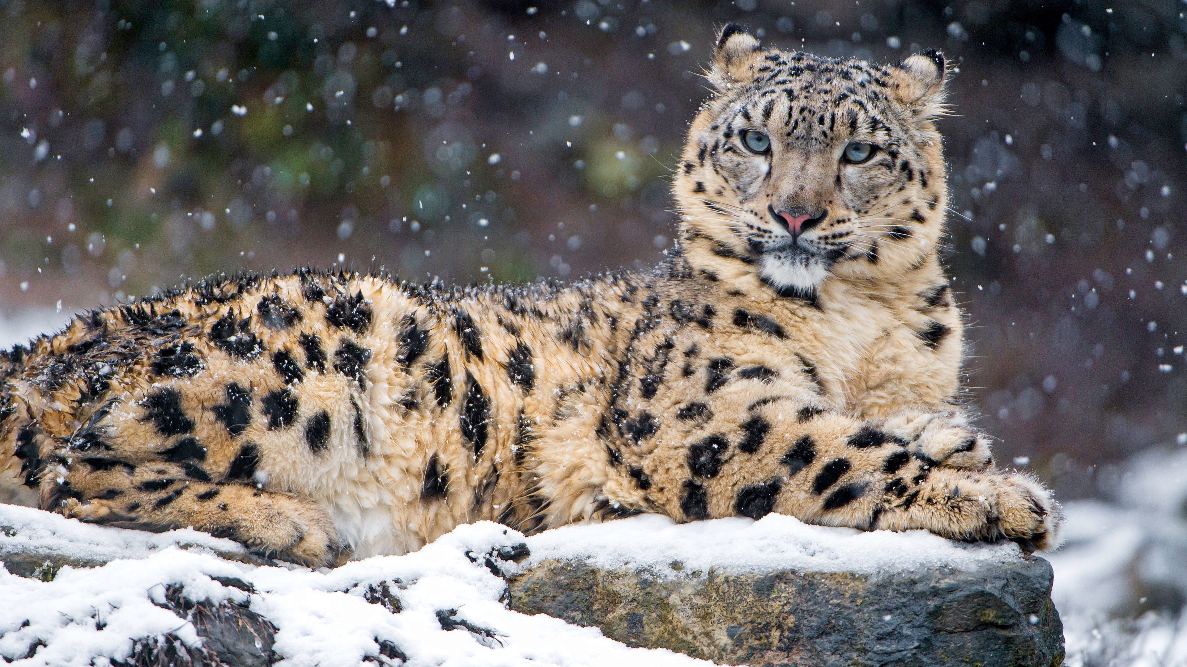  Winter Tiere Hintergrundbild 3840x2160. Leopard im winter, schnee, wild lebende tiere 3840x2160 UHD 4K Hintergrundbilder, HD, Bild