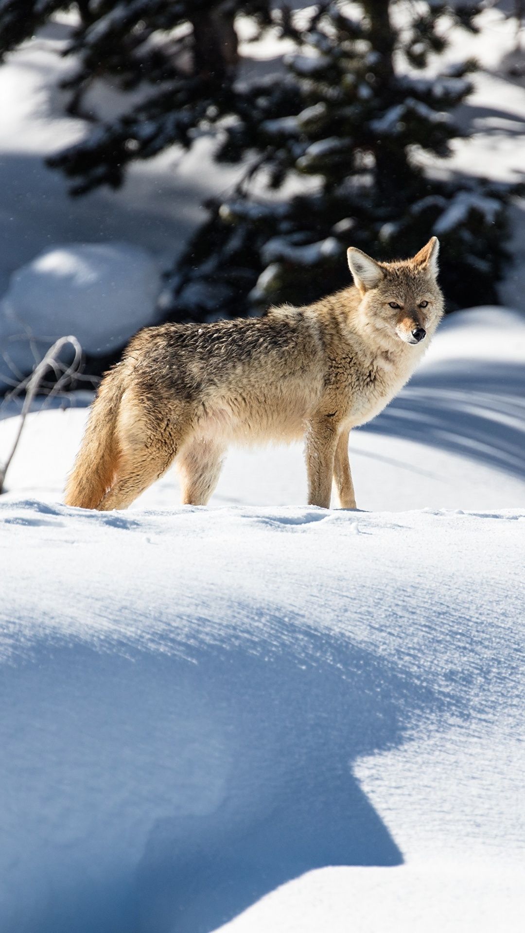  Winter Tiere Hintergrundbild 1080x1920. Desktop Hintergrundbilder Coyote Winter Schnee Tiere 1080x1920