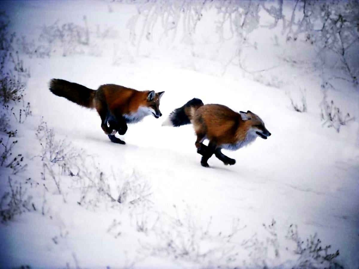  Winter Tiere Hintergrundbild 1200x900. Hintergrundbild Fuchs, Roter Fuchs, Schnee. TOP kostenlose Hintergrundbilder