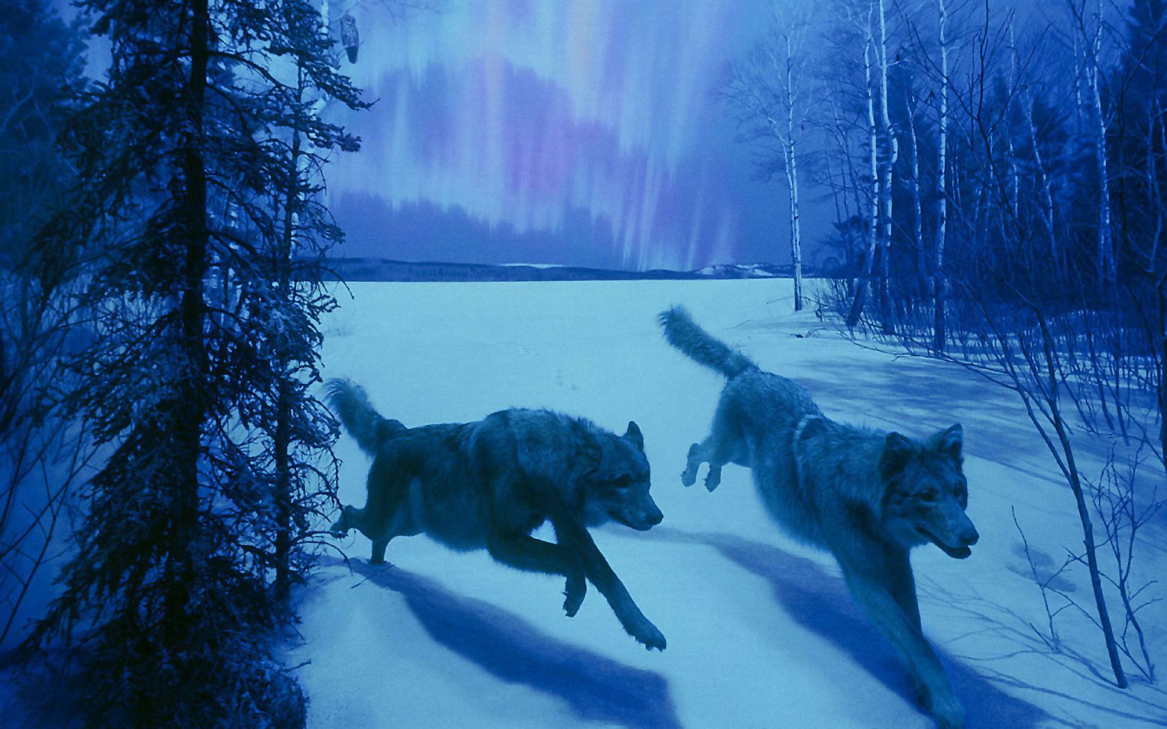  Winter Tiere Hintergrundbild 1680x1050. Tiere HD Wallpaper und Hintergründe