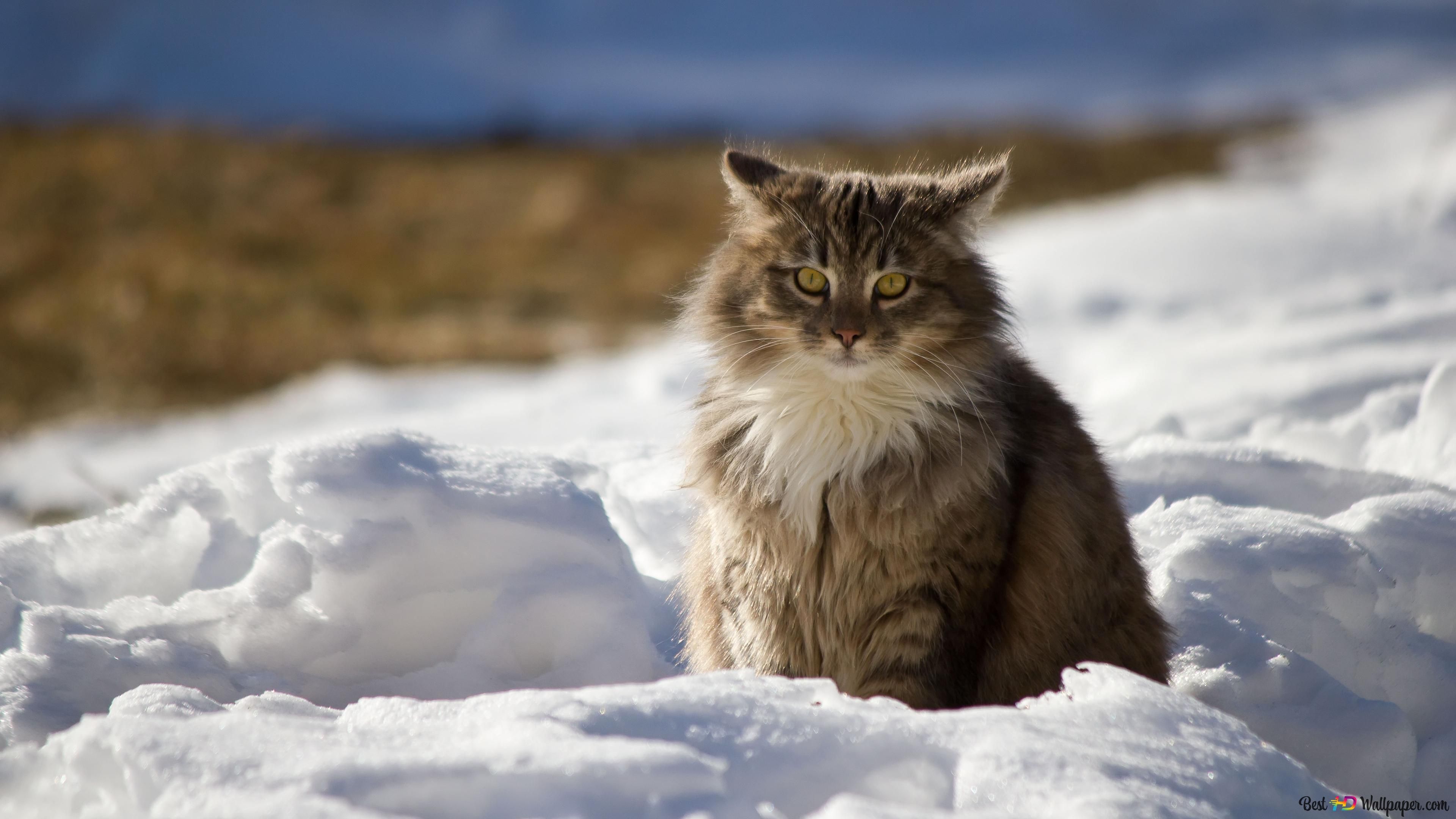  Winter Tiere Hintergrundbild 3840x2160. Flauschige Katze im Winter 4K Hintergrundbild herunterladen