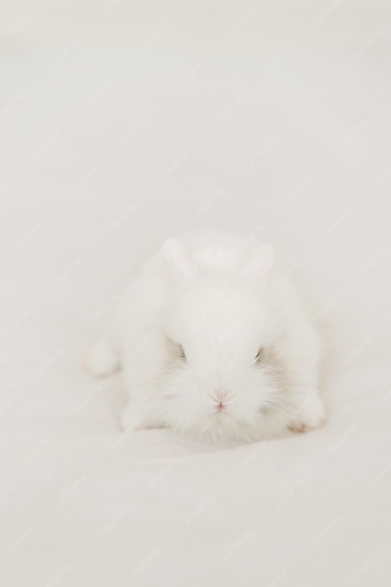  Hasen Hintergrundbild 1333x2000. Weißes Häschen Ostern, Das Auf Dem Bett Sitzt. Säugetier Baby Kaninchen