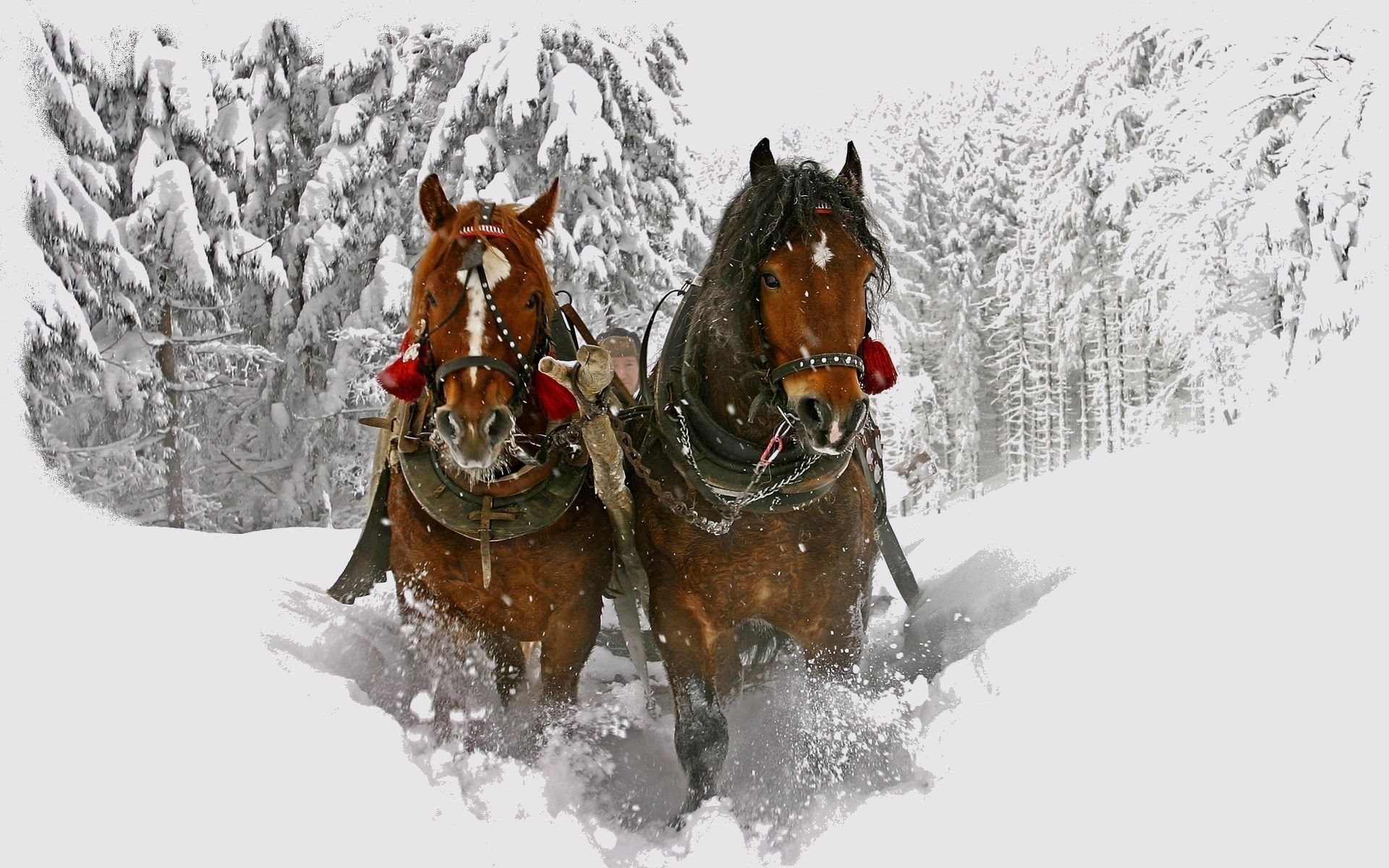  Winter Tiere Hintergrundbild 1920x1200. Hintergrundbild für Handys: Winter, Schnee, Tiere, Pferde, 23869 Bild kostenlos herunterladen