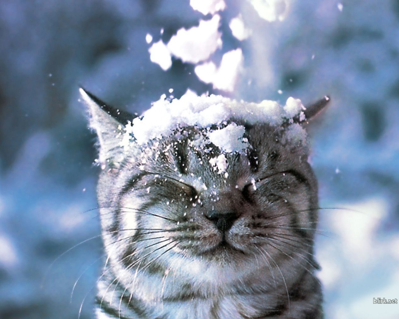 Winter Tiere Hintergrundbild 1280x1024. Cats Wallpaper: Cat in the Snow Wallpaper. Kittens cutest, Cute animals, Cats