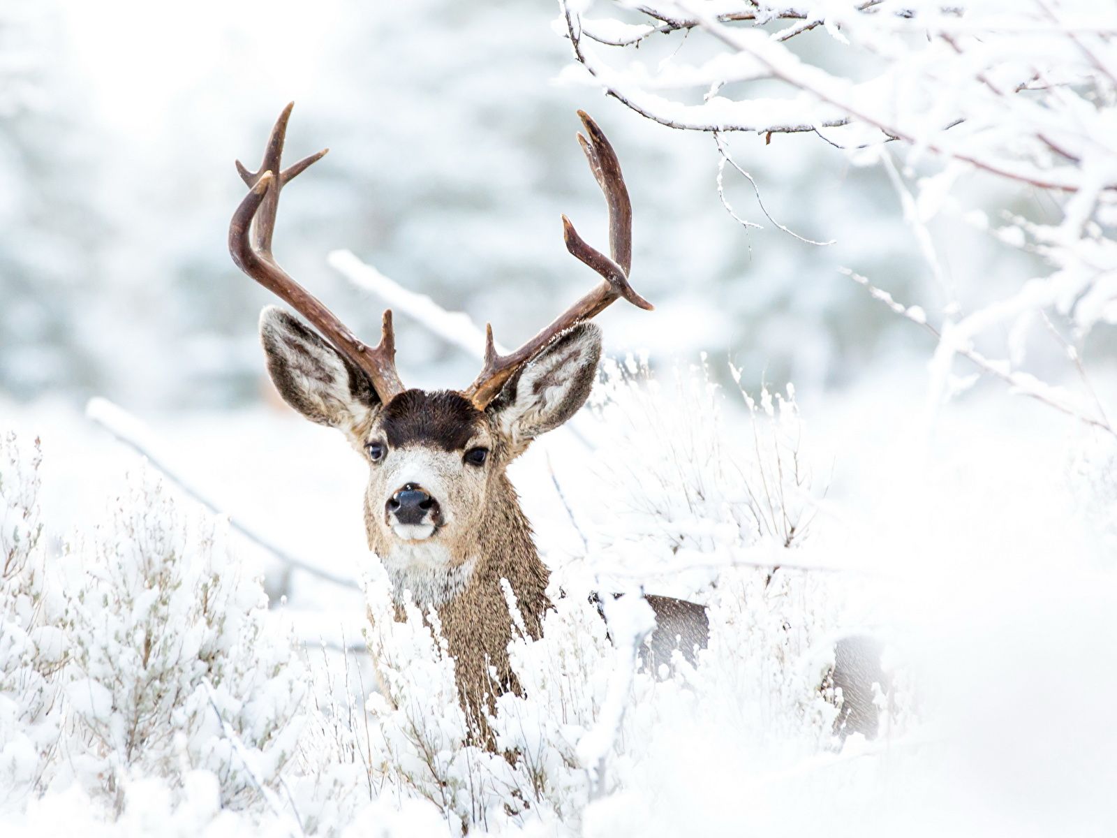  Winter Tiere Hintergrundbild 1600x1200. Bilder Hirsche Horn Winter Schnee Tiere 1600x1200