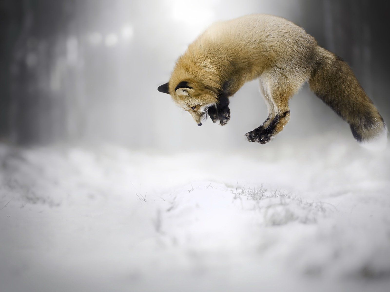  Winter Tiere Hintergrundbild 1600x1200. Download Hintergrundbild schnee, winter, sprung, fuchs, tier die Auflösung 1600x1200