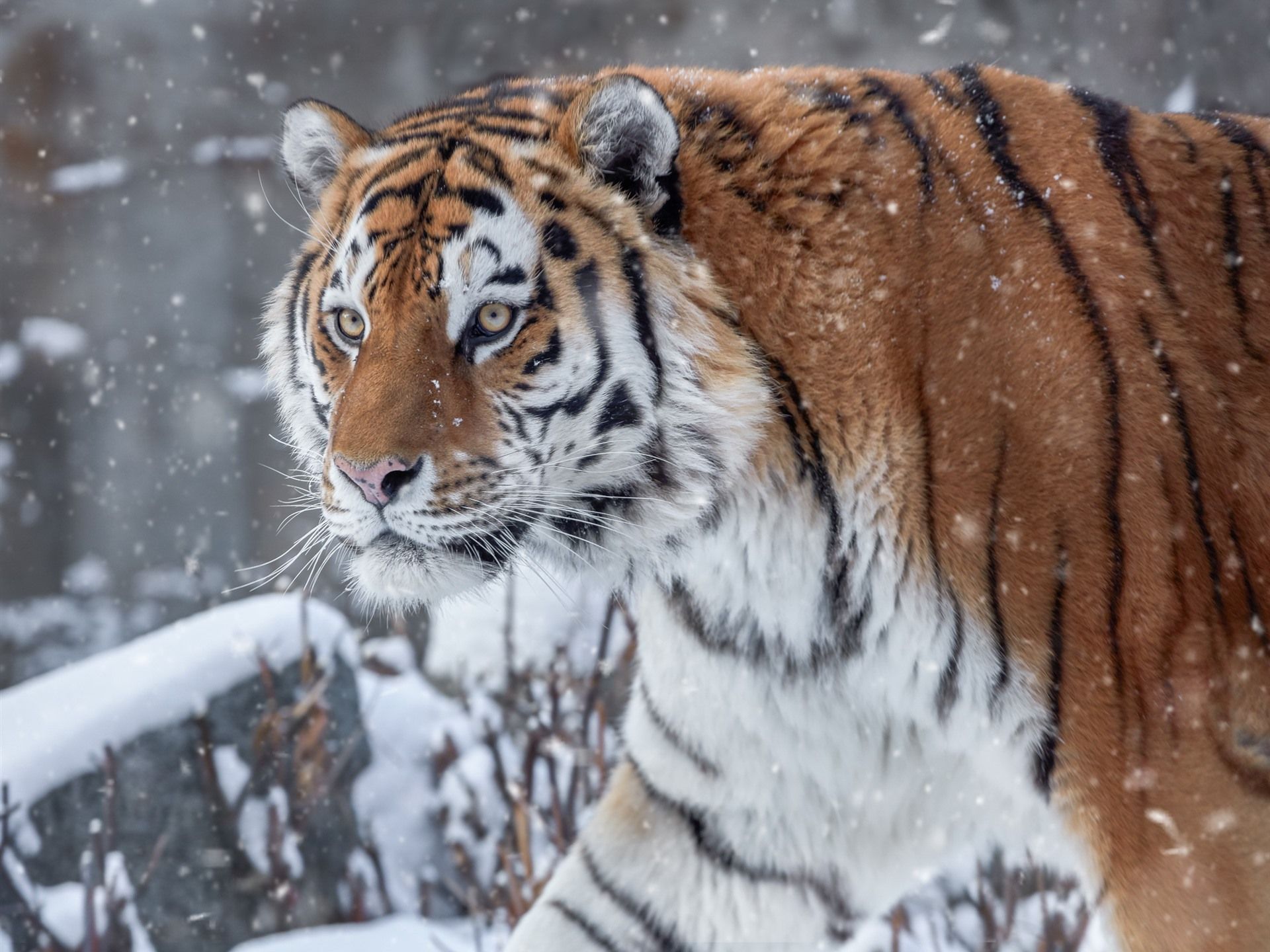  Winter Tiere Hintergrundbild 1920x1440. Tiger im Winter, Schnee, Gesicht, wild lebende Tiere 1920x1440 HD Hintergrundbilder, HD, Bild