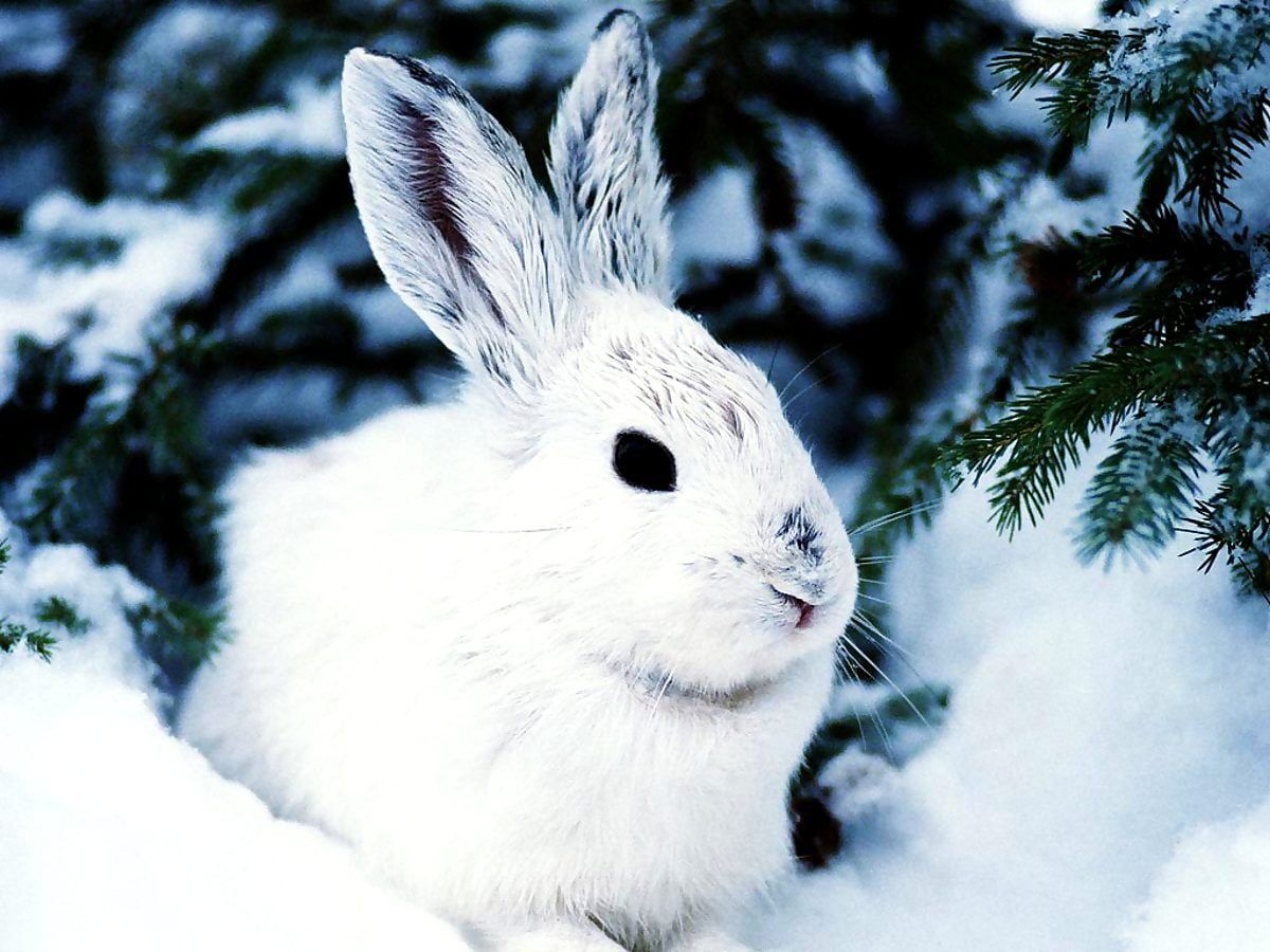  Winter Tiere Hintergrundbild 1200x900. Wallpaper Kaninchen, Hauskaninchen, Tiere. Download TOP freie Wallpaper