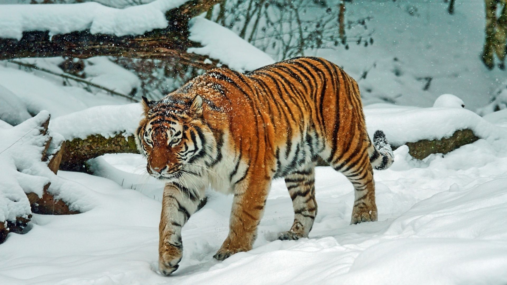  Winter Tiere Hintergrundbild 1920x1080. Hintergrundbilder Tiere Im Schnee Tiger