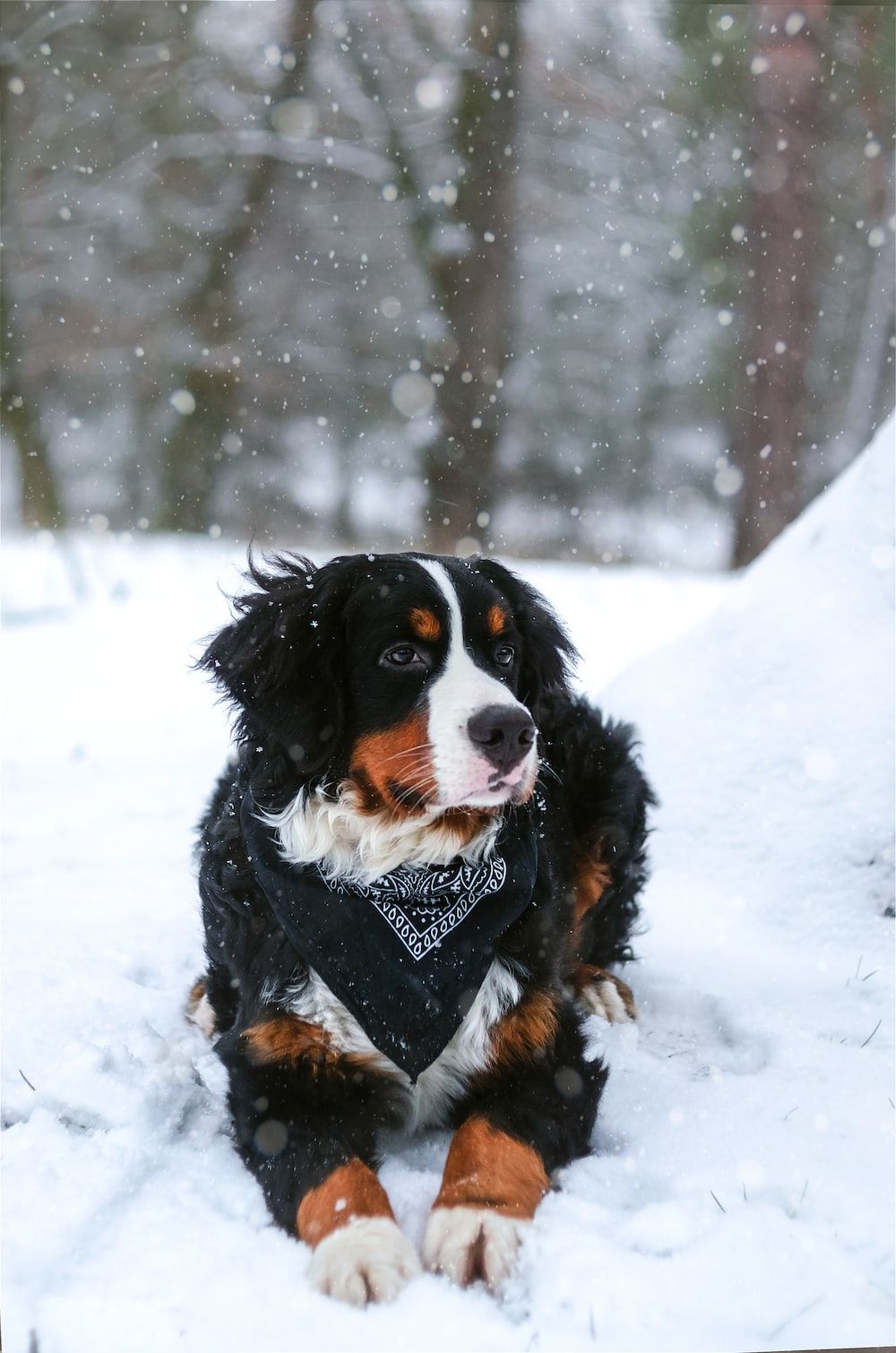 Winter Tiere Hintergrundbild 1000x1510. Bilder zum Thema Haustiere Im Winter. Kostenlose Bilder auf herunterladen