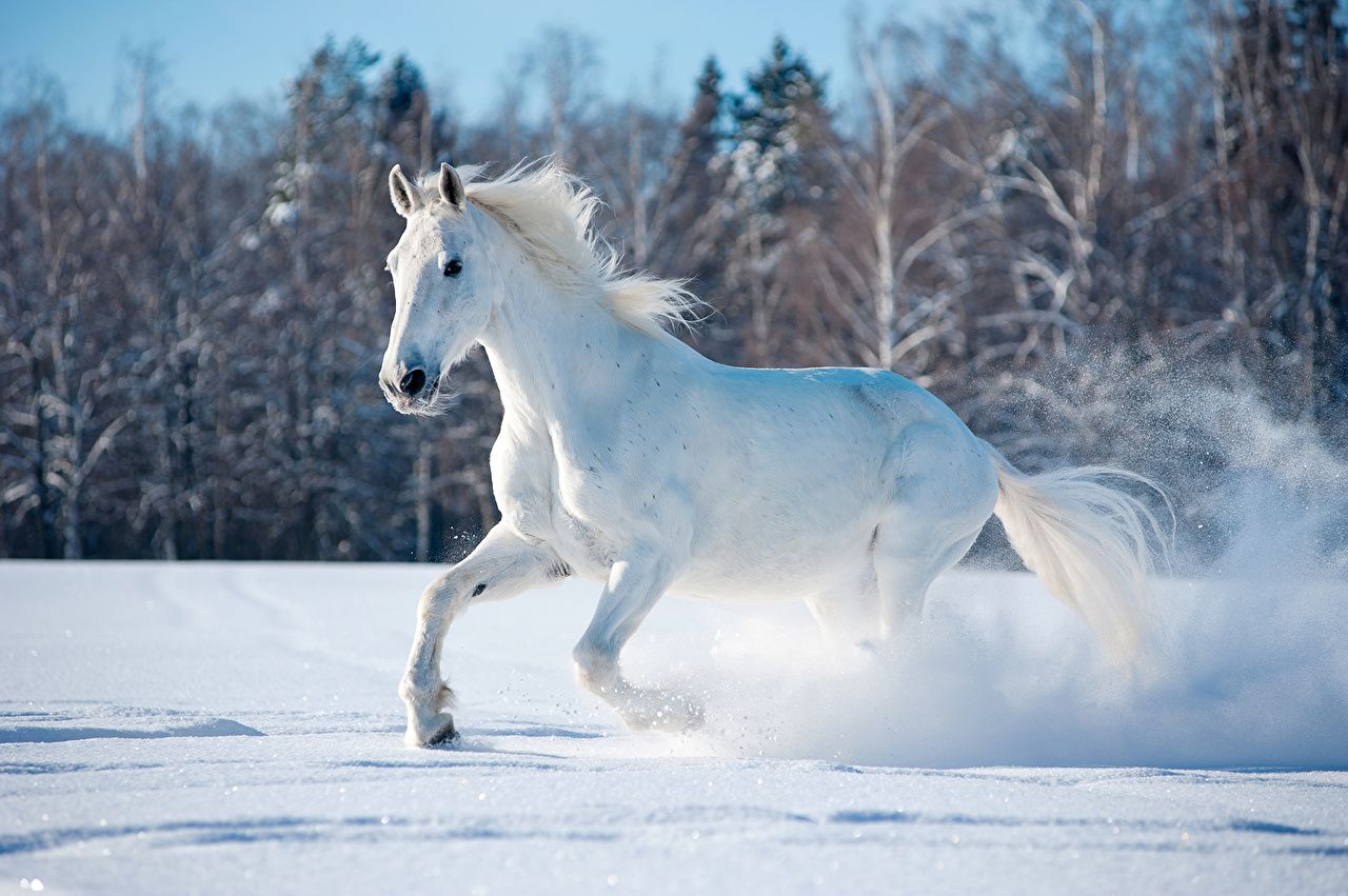  Winter Tiere Hintergrundbild 1280x851. Bilder von Hauspferd Lauf Weiß Winter Schnee ein Tier. Horses in snow, Horses, White horse