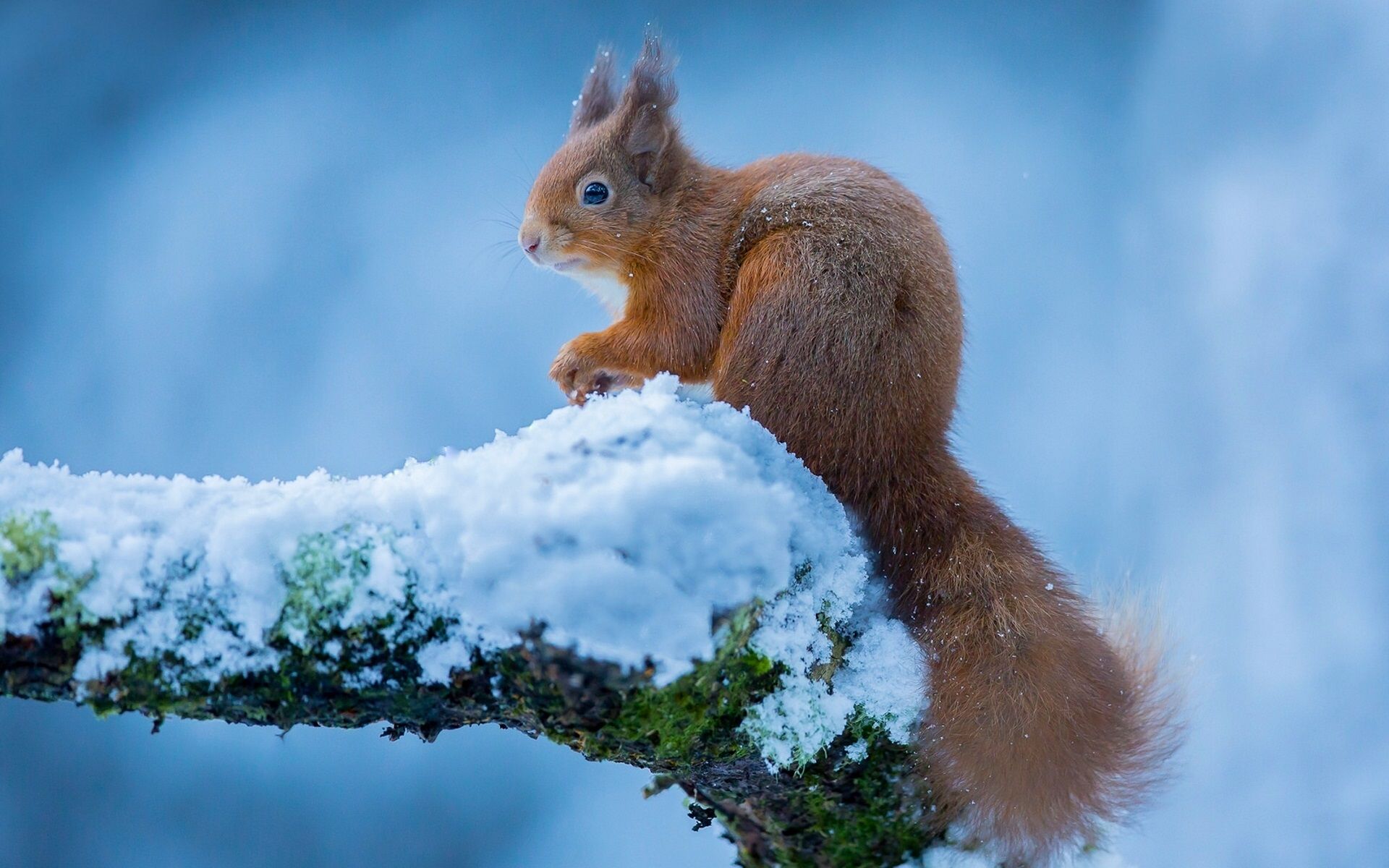  Winter Tiere Hintergrundbild 1920x1200. Eichhörnchen im Winter, Schnee 1920x1200 HD Hintergrundbilder, HD, Bild