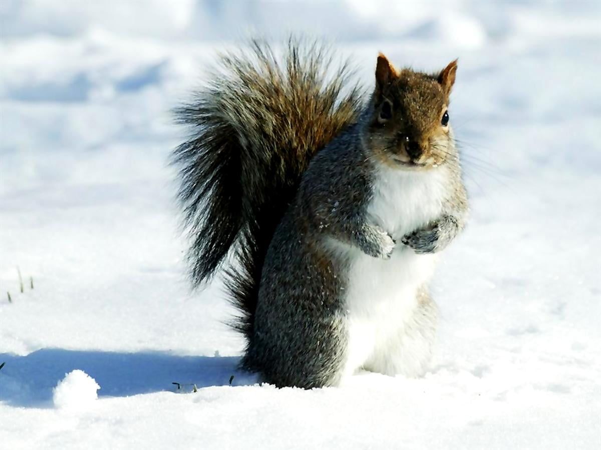 Winter Tiere Hintergrundbild 1200x900. Foto Eichhörnchen, Graues Eichhörnchen, Tiere. Download beste freie Fotos