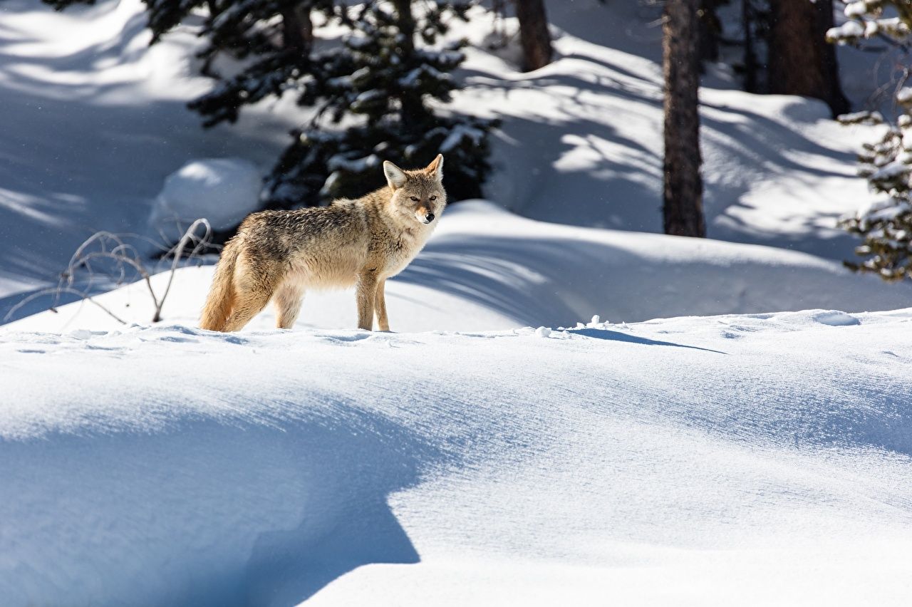  Winter Tiere Hintergrundbild 1280x852. Desktop Hintergrundbilder Coyote Winter Schnee Tiere