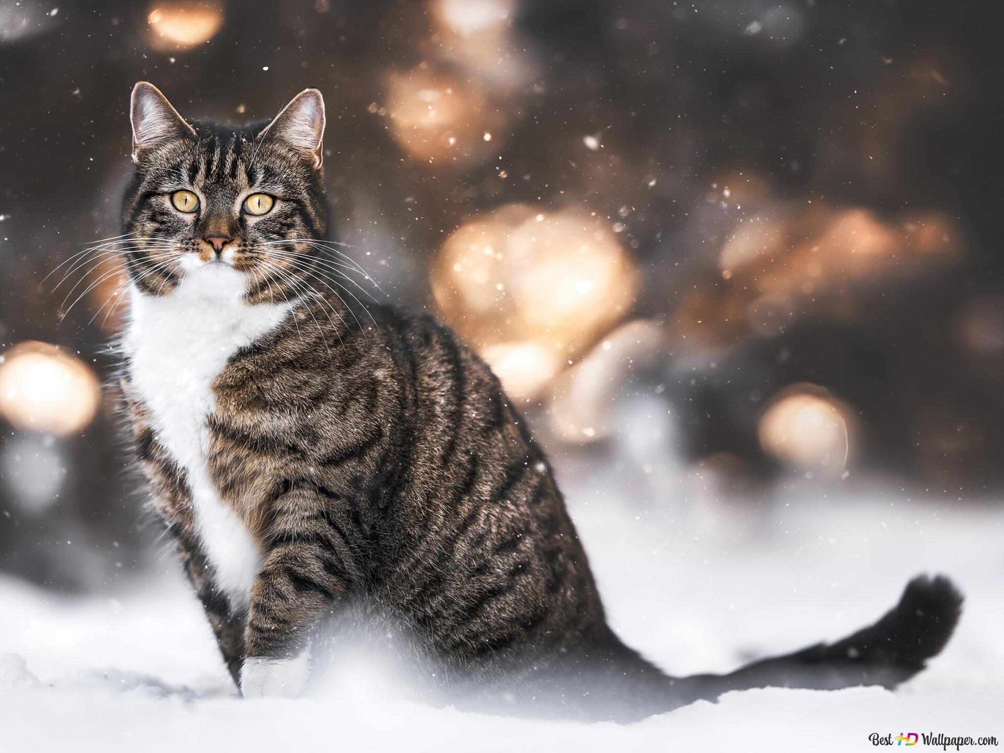  Winter Tiere Hintergrundbild 2048x1536. Katze im Winterschnee 4K Hintergrundbild herunterladen