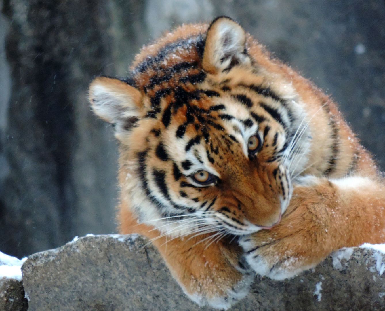  Winter Tiere Hintergrundbild 1338x1080. Sibirischer Tiger erster Winter Foto & Bild. tiere, zoo, wildpark & falknerei, säugetiere Bilder auf fotocommunity