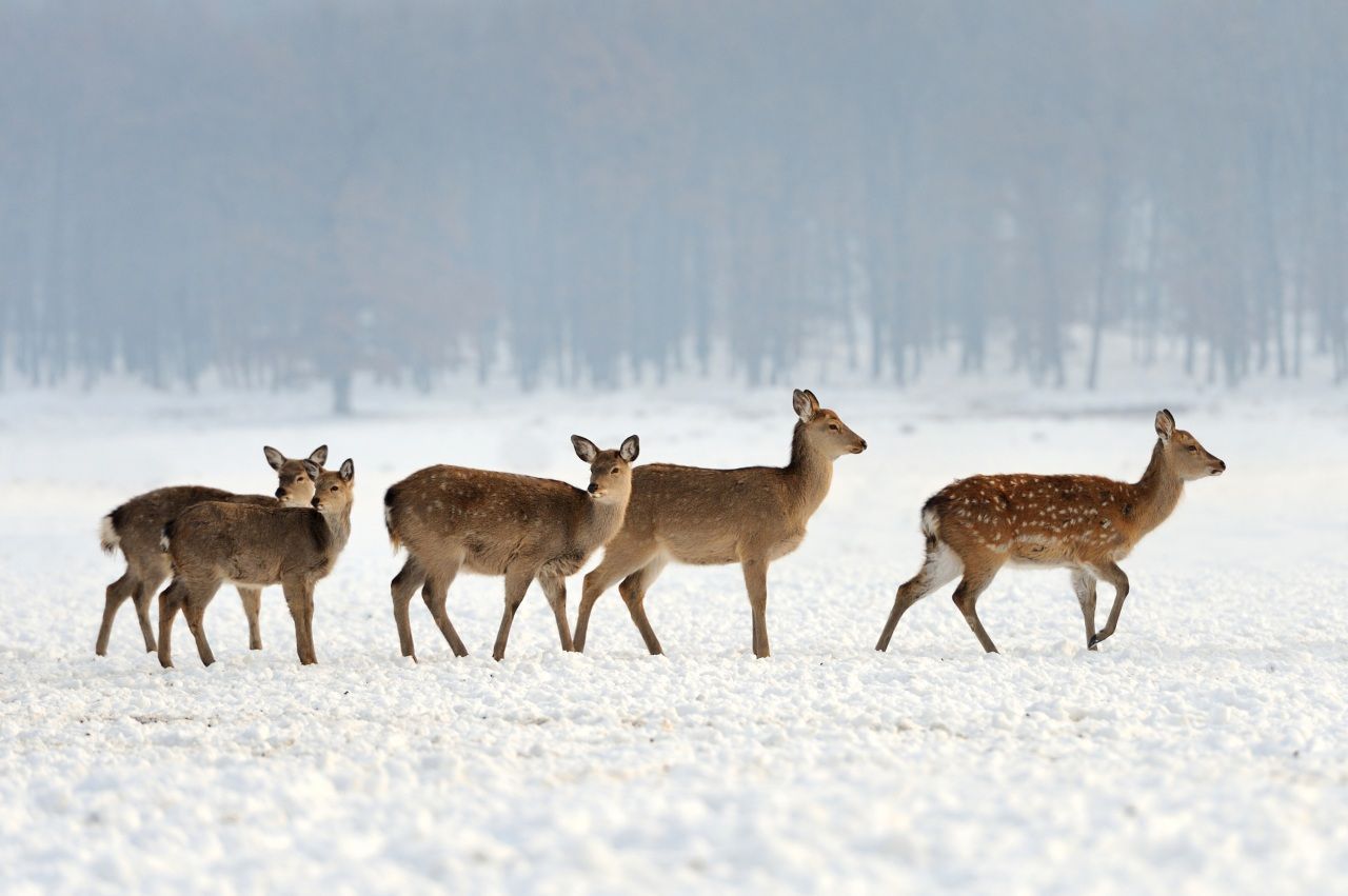  Winter Tiere Hintergrundbild 1280x851. Fotos & Bilder Winter Hirsche Jungtiere Schnee Tiere Bilder Download. Animals, Deer, Perch fishing