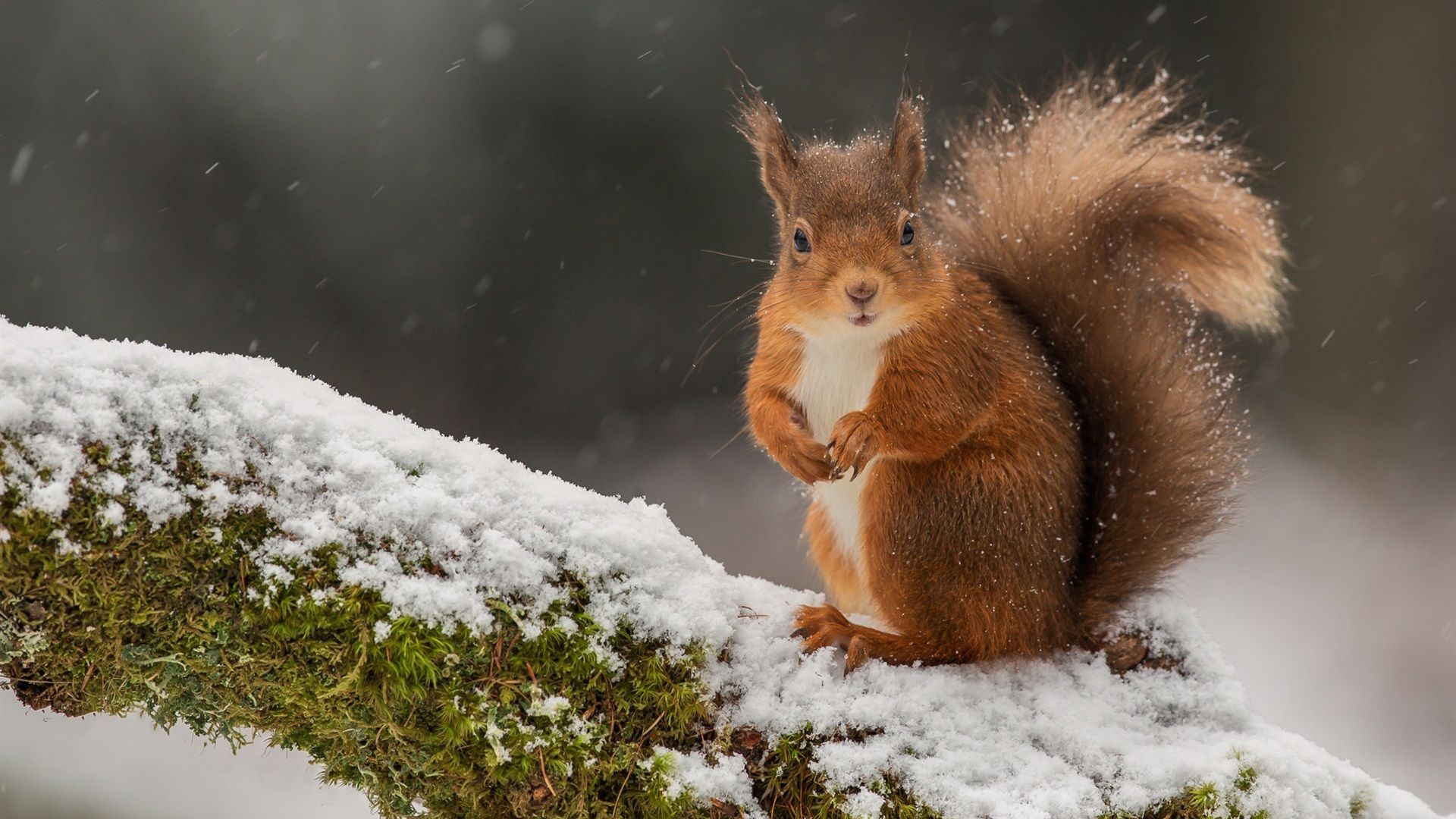  Winter Tiere Hintergrundbild 1920x1080. Eichhörnchen im Winter, Schnee, Moos 1920x1200 HD Hintergrundbilder, HD, Bild