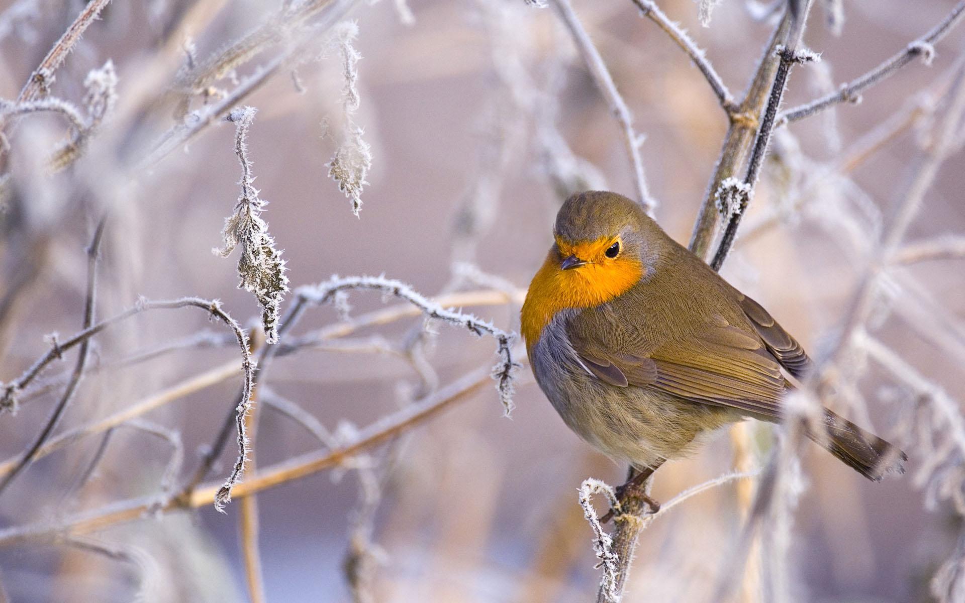  Winter Tiere Hintergrundbild 1920x1200. Winter Vogel Hintergrundbilder. Winter Vogel Frei Fotos
