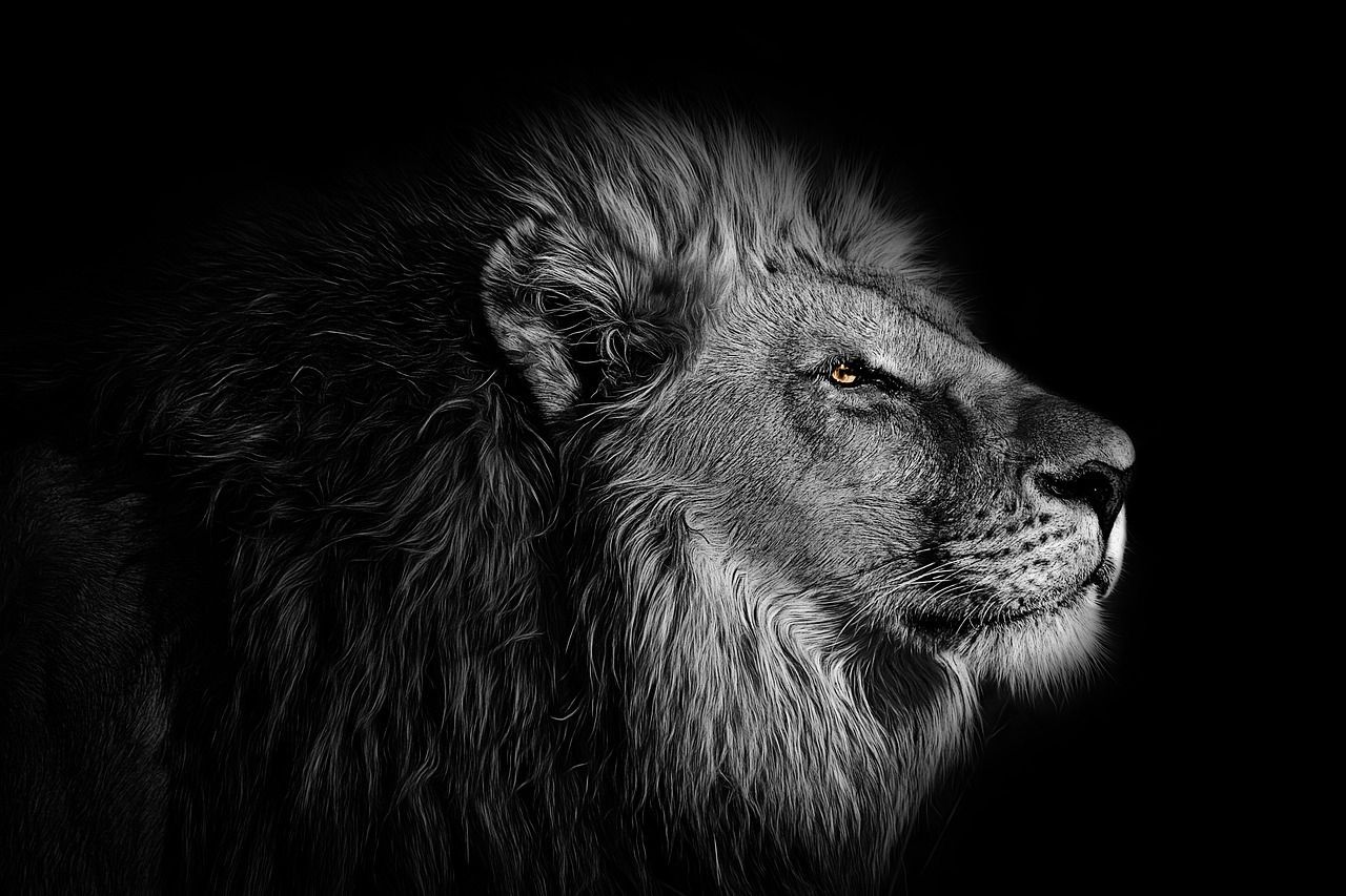  Schwarze Hintergrundbild 1280x853. Hintergrund Löwe Tier Foto auf Pixabay