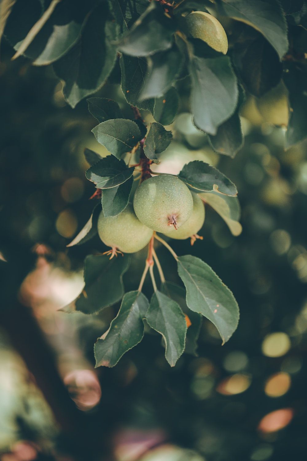  Obst Hintergrundbild 1000x1503. Foto zum Thema Ein Strauß Obst, der an einem Baum hängt
