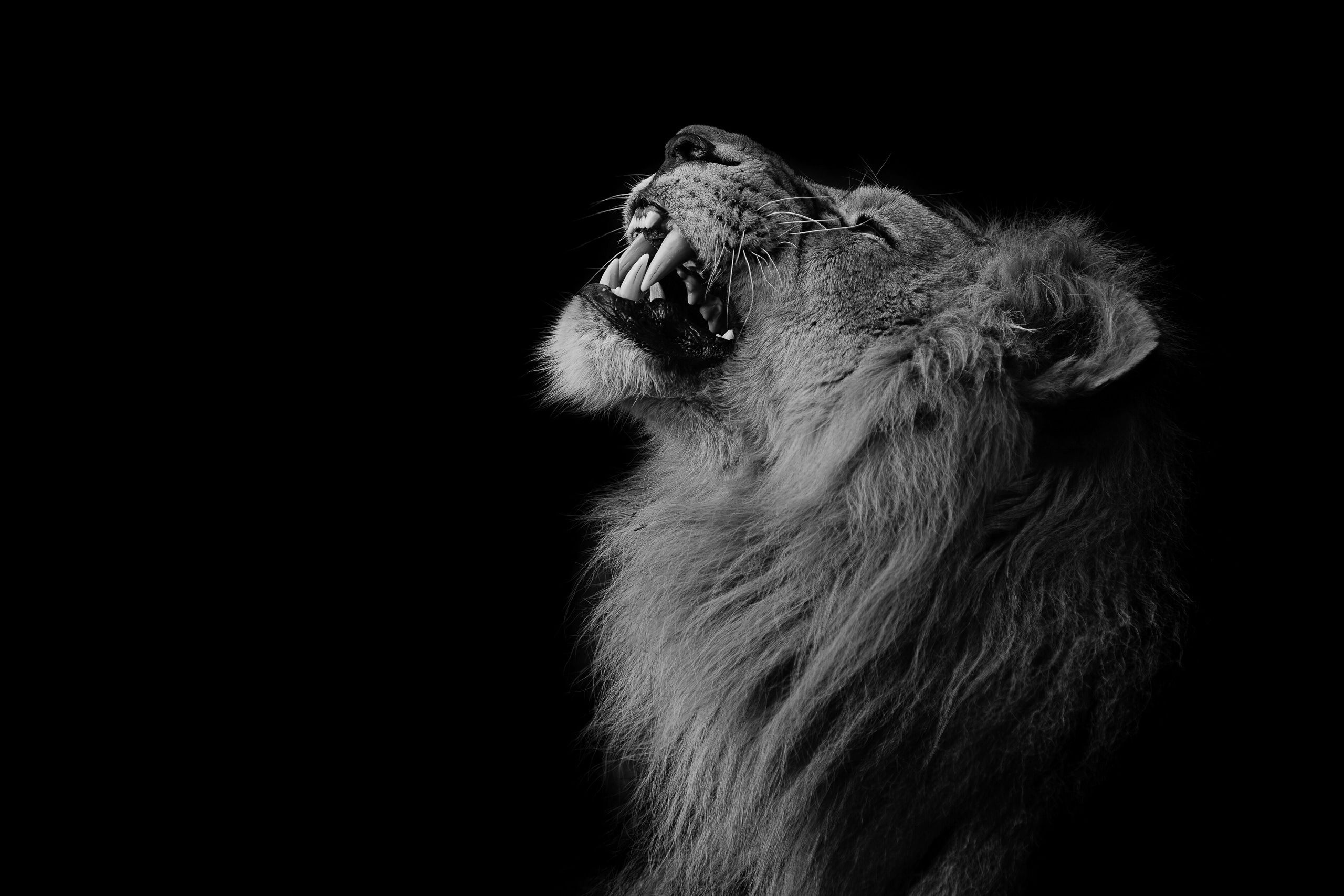 Lowe Schwarz Weiß Hintergrundbild 2560x1708. Fotos von Löwen Tiere 2560x1708