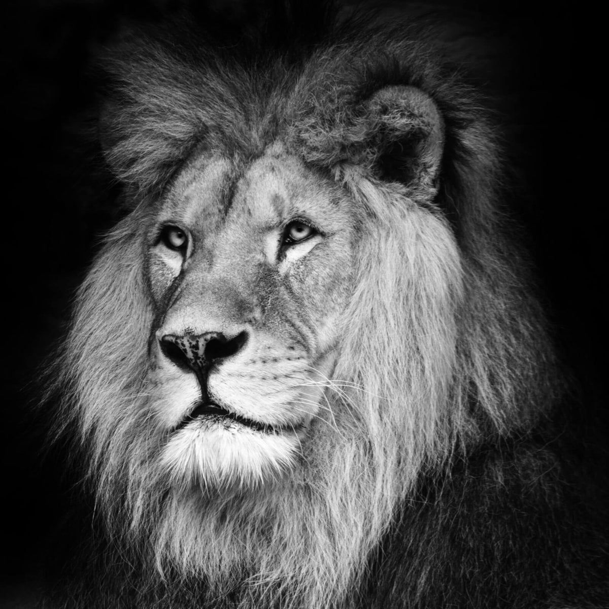  Lowe Schwarz Weiß Hintergrundbild 1200x1200. Leinwandbild Löwen Portrait schwarz weiß im Quadrat, Aufhängefertig & Versandkostenfrei