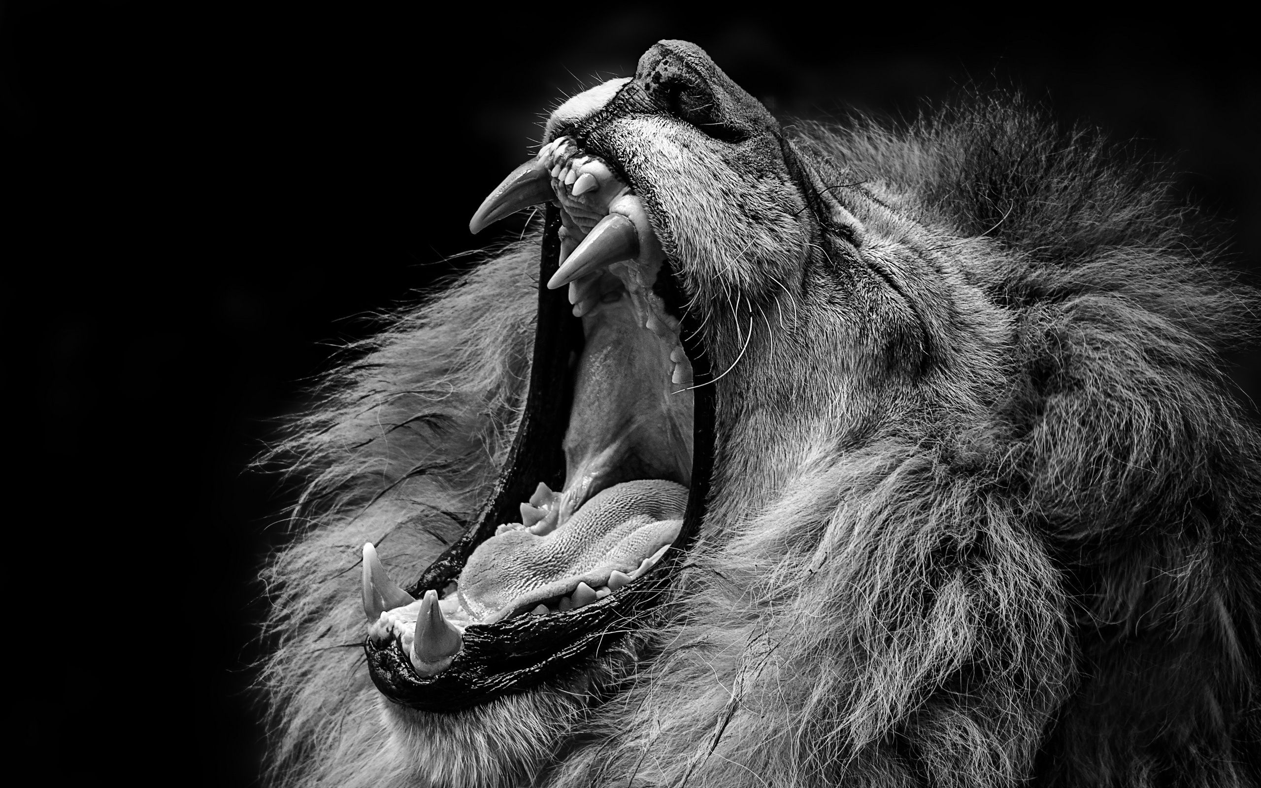  Lowe Schwarz Weiß Hintergrundbild 2560x1600. Foto Löwen Zähne Grinsen Kopf Tiere Schwarzer Hintergrund 2560x1600