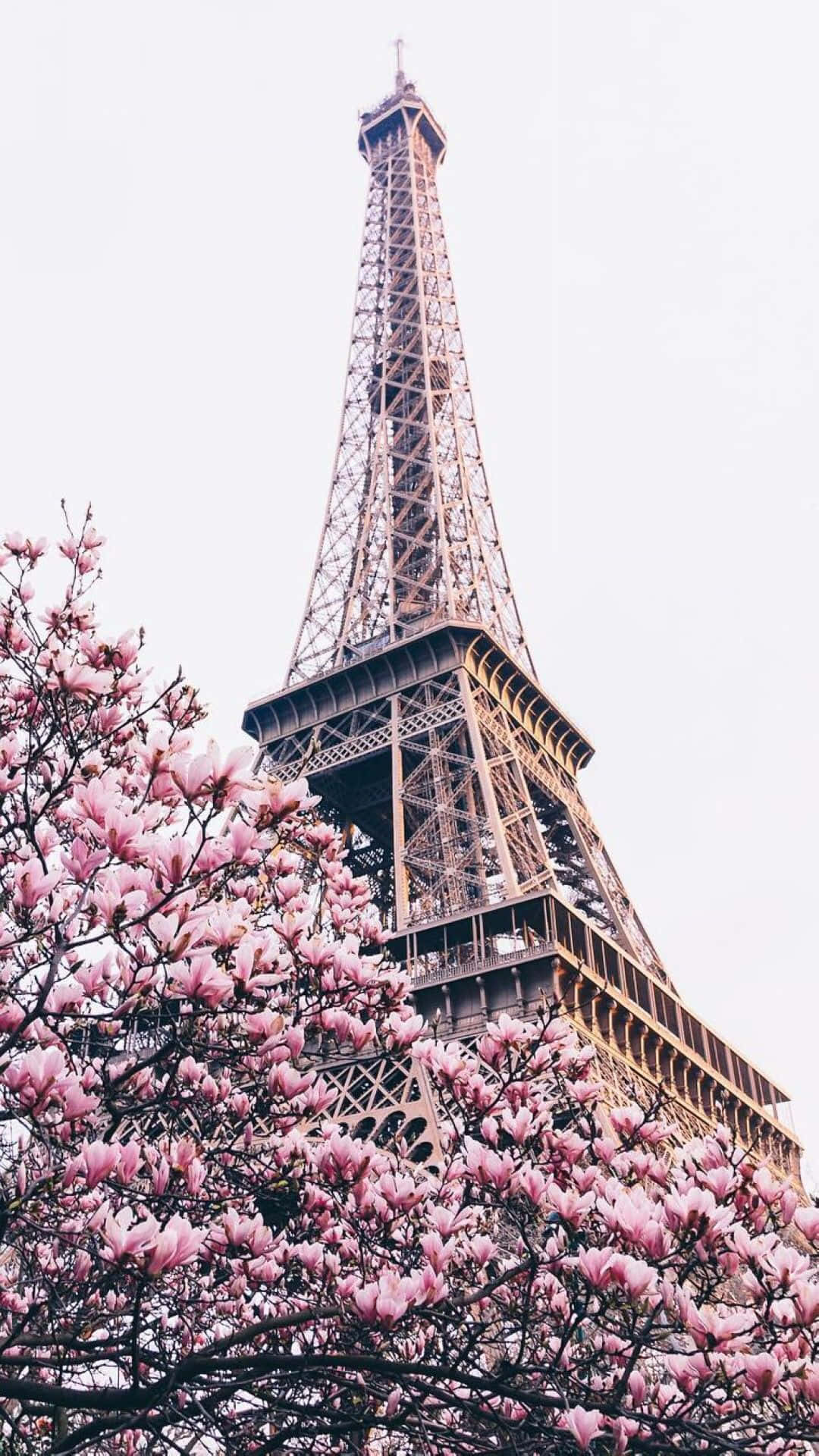  Paris Hintergrundbild 1080x1920. Download Paris Aesthetic Pink Tree Wallpaper