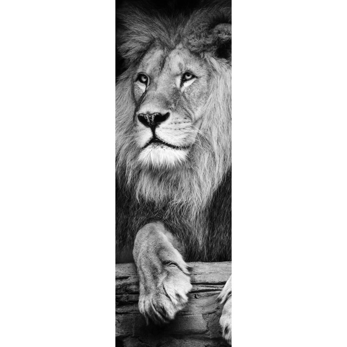  Lowe Schwarz Weiß Hintergrundbild 1200x1200. Poster Löwen Portrait schwarz weiß im Panorama Hoch, Aufhängefertig & Versandkostenfrei